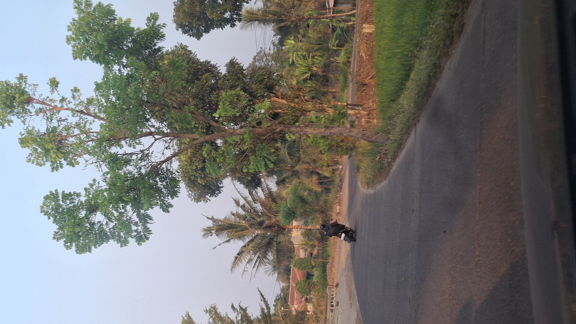 The image captures a road scene in Cibinong Hilir, Indonesia, likely during the late afternoon or early morning due to the warm, soft lighting. A person is riding a dark-colored motorcycle on a paved road that curves to the right. The rider is wearing a dark jacket and a helmet. To the left of the road, there are houses with red tile roofs, palm trees, and other vegetation. To the right of the road, there is a field of green grass or crops, bordered by trees and a dirt embankment. A large tree with lush green leaves stands prominently in the foreground on the right side of the road, its branches extending upwards and to the left. The sky is a pale blue, with a clear horizon. The overall environment suggests a rural or semi-rural setting, typical of many Indonesian villages.