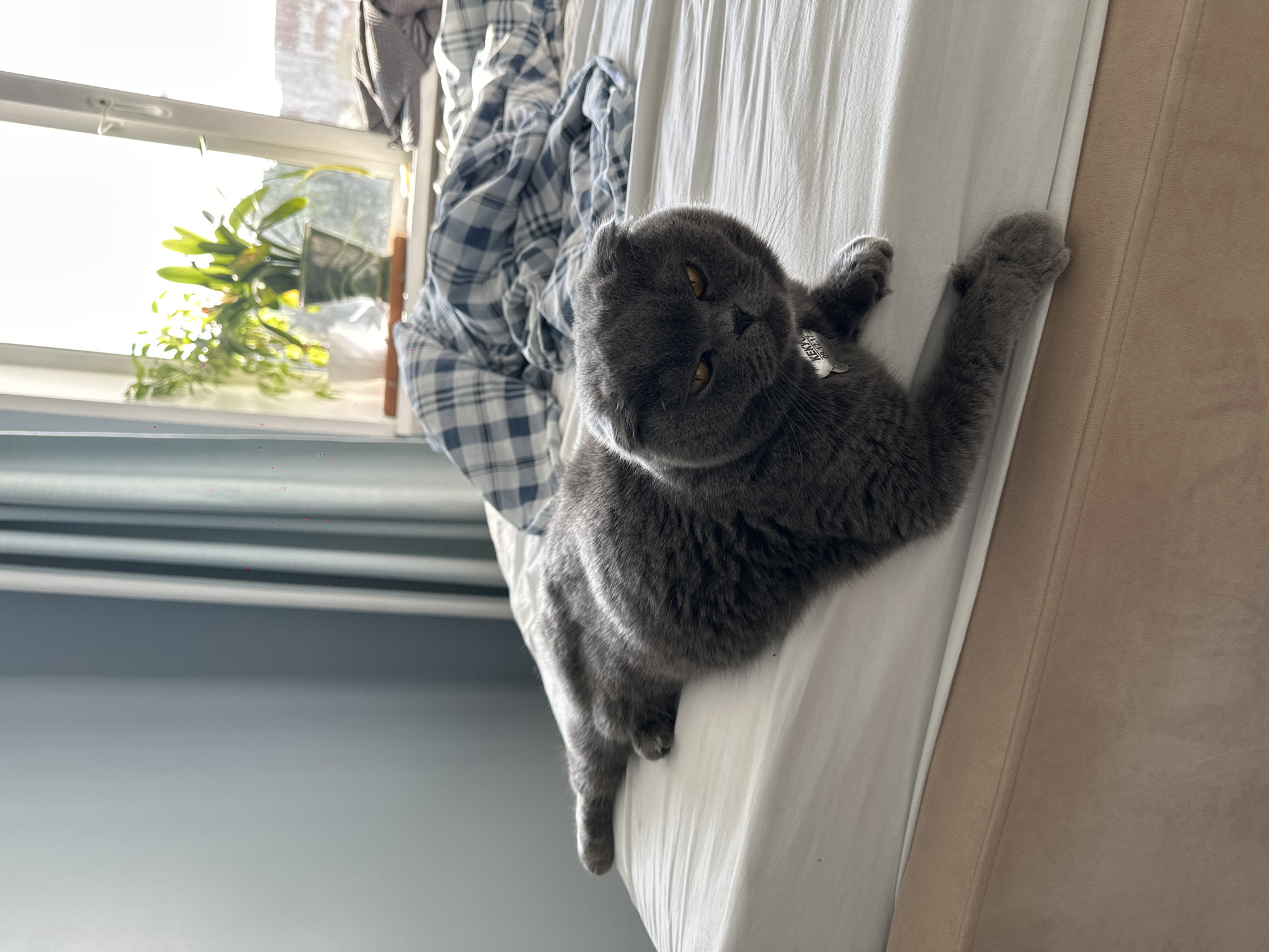 A grey Scottish Fold cat with yellow eyes is lying on a white bedspread. The cat is facing the camera, with its head slightly tilted. It has a white tag on its collar that reads "KEKYU 09.12.17". In the background, there is a window with sunlight streaming in, a potted plant, and blue and white checkered bedding. The room appears to be a bedroom. The image was taken in the city of Chaikovsky, Russia.
