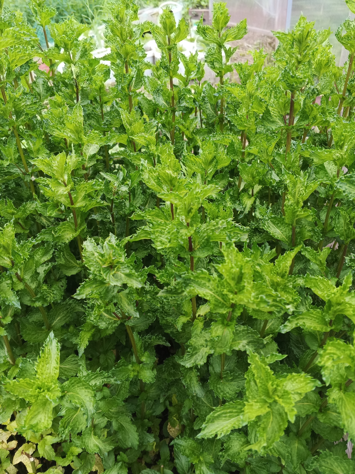The image is a close-up, top-down view of a dense patch of vibrant green mint plants growing outdoors. The leaves are crinkled and serrated along the edges, with visible stems that are reddish-brown in color. The plants are lush and fill the entire frame, suggesting they are growing in a garden or natural setting. In the background, slightly out of focus, are hints of a greenhouse structure and other vegetation, indicating an outdoor environment likely within a garden. There are no people or animals present in the image. The image does not provide any specific visual cues to determine its precise location within the city of Suvorov, Russia.