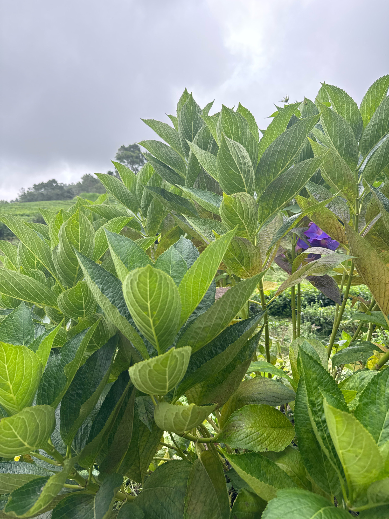 The image shows a close-up of lush green foliage, with one vibrant purple flower peeking through. The leaves are broad and have a textured surface, with visible veins. The background is slightly blurred, suggesting a natural, outdoor setting with rolling hills and trees in the distance under a cloudy sky. The lighting is soft and diffused, indicating an overcast day.