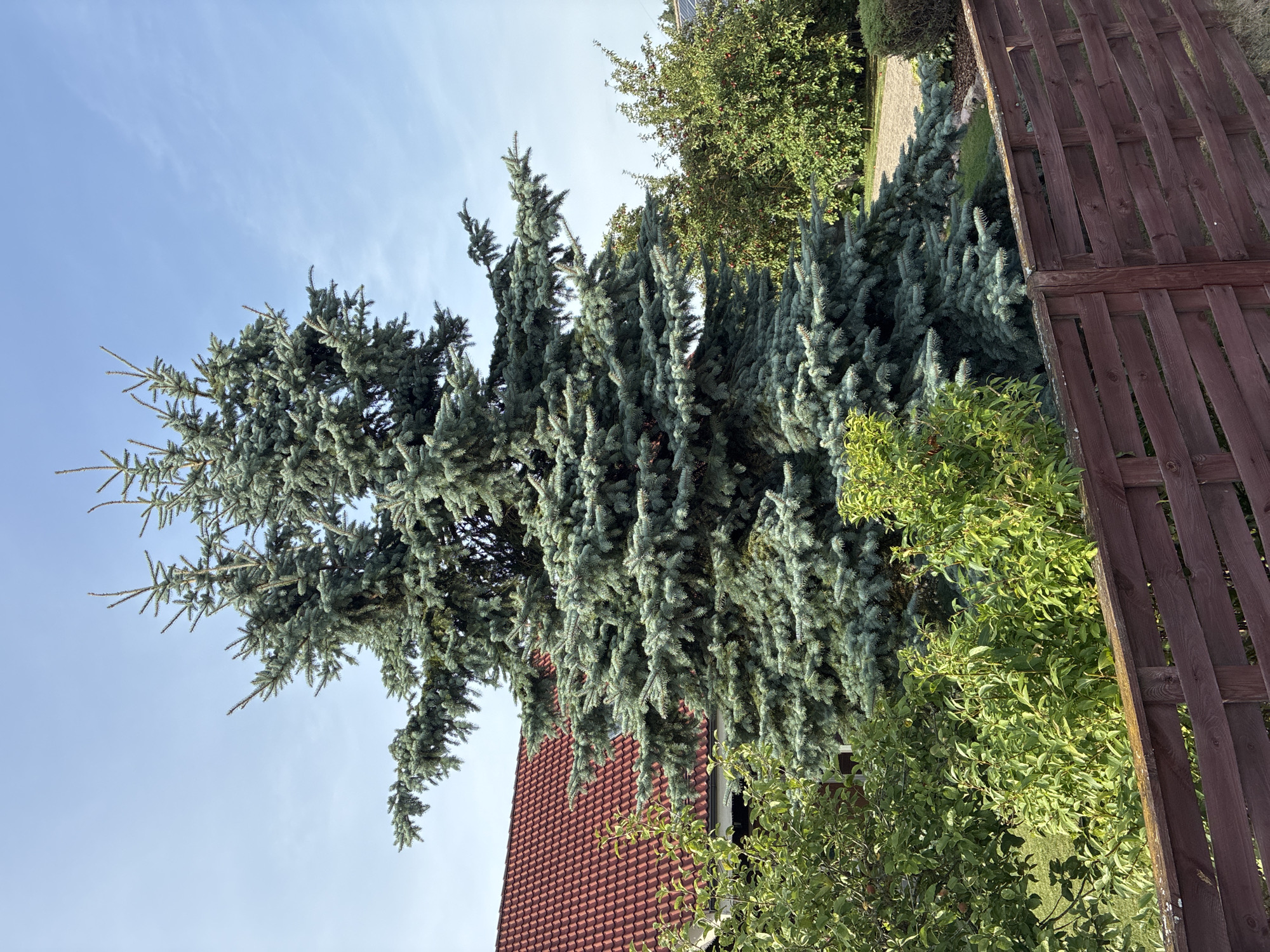In Dreiliņi, Latvia, on a clear day, a large blue spruce tree dominates the center of the frame, its branches laden with blue-green needles. The tree is situated in a garden with a dark wooden fence running across the foreground. Behind the spruce, a house with a red tiled roof is partially visible. Lush green bushes and trees surround the spruce, with some fruit trees bearing red fruit in the background. The sky above is a pale blue, with a few wispy clouds. The scene depicts a well-maintained outdoor space, likely a residential property, during daylight hours.