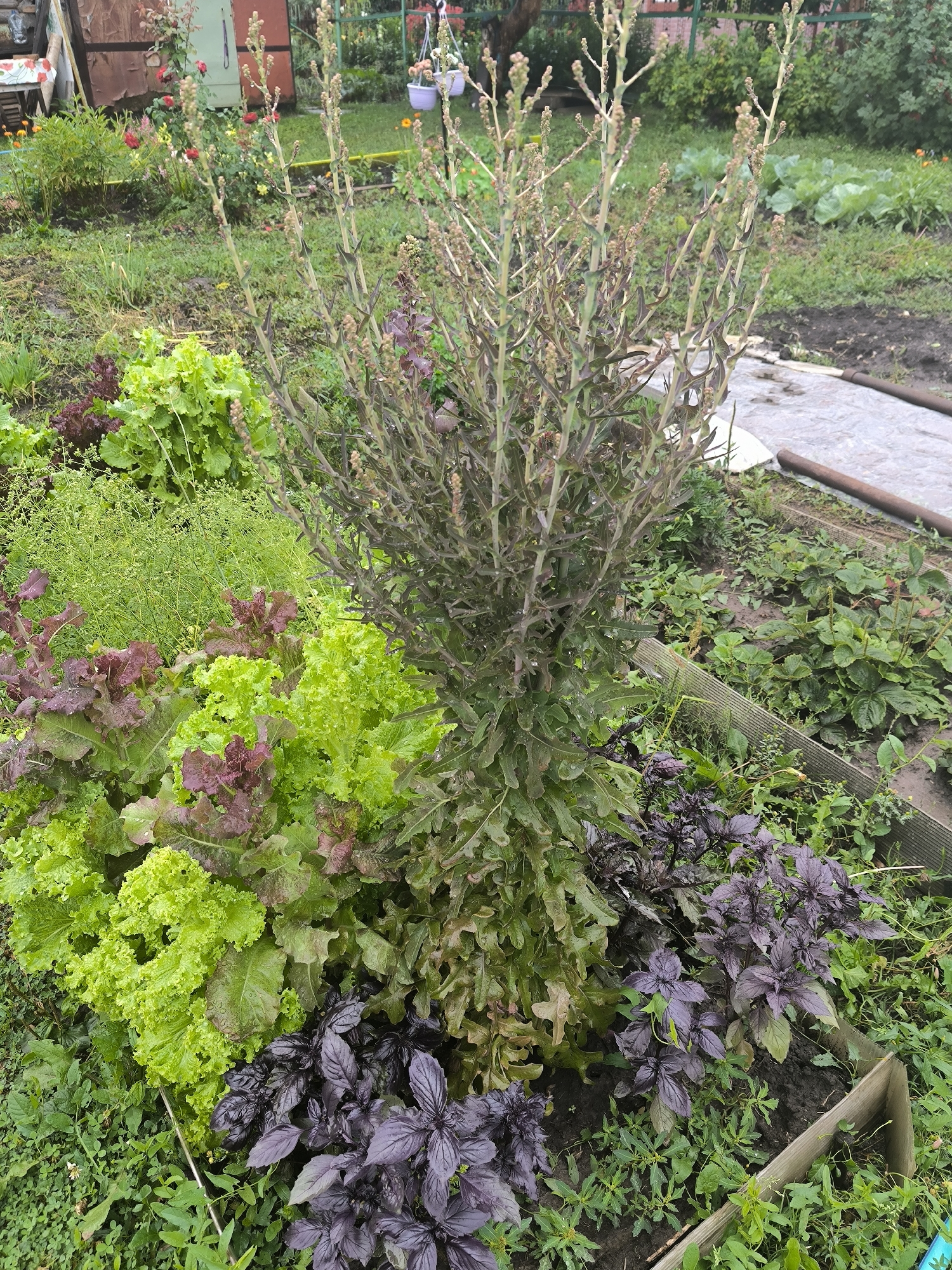 In the city of Maiskii, Russia, a garden scene unfolds. The focal point is a tall, leafy plant, possibly in its flowering or bolting stage, with a multitude of thin stems topped with small buds. Surrounding this central plant are various lower-growing vegetables. To the left and front, clusters of red and green lettuce are visible, their ruffled leaves vibrant against the earthy soil. In front of the lettuce and partially obscured, a patch of deep purple basil adds a contrasting color to the scene. The garden bed is enclosed by weathered wooden planks. Beyond the immediate planting area, the ground is covered in grass and scattered vegetation. In the background, more greenery and structures suggest a residential setting.