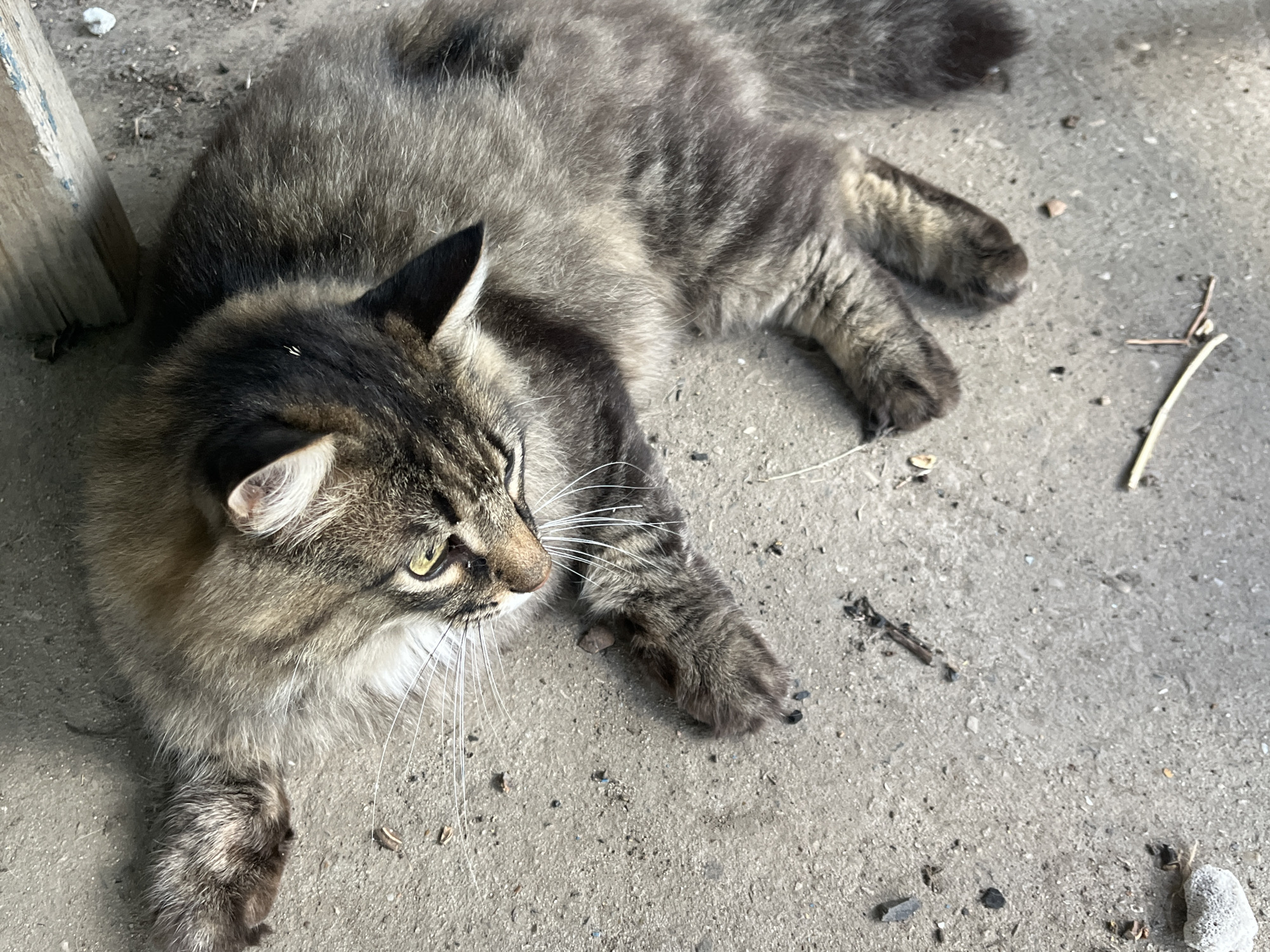 A long-haired tabby cat with green eyes lies stretched out on a concrete surface next to a weathered wooden post. The cat's fur is a mix of brown, black, and gray. Its body is relaxed, with its paws extended. The concrete is rough and appears to be outdoors, with small pebbles and debris scattered across its surface. A thin twig is visible to the right of the cat. The lighting suggests it is daytime. The scene is located in the city of Krasnyye Barrikady, Russia.