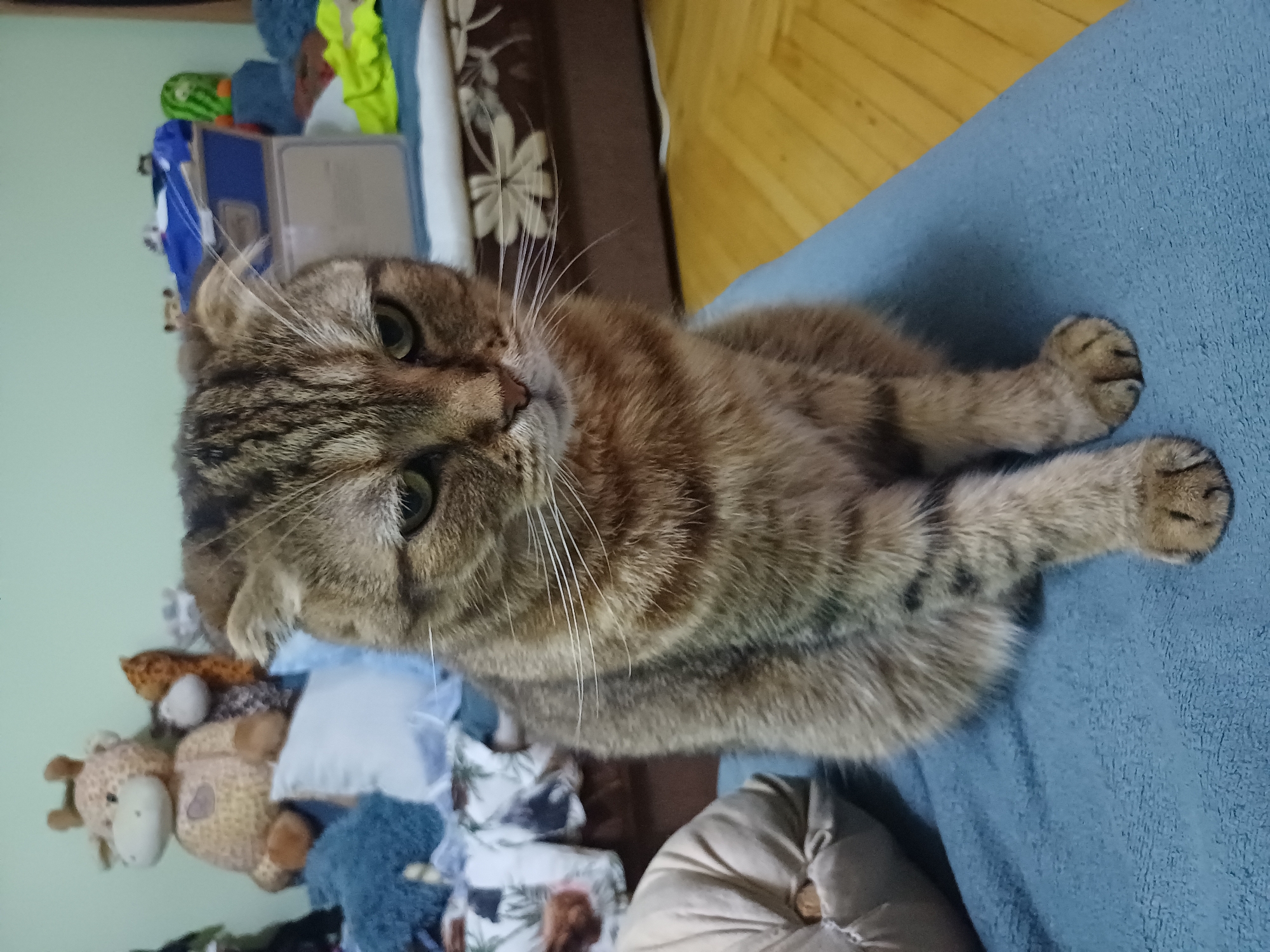 A Scottish Fold cat is sitting on a blue blanket in a room. The cat is a tabby with green eyes and folded ears. The cat is looking down and to the right with a sad expression. In the background, there are several stuffed animals, including a giraffe and a fox. There are also some blankets and pillows on a bed. The floor is made of wood. The scene is dimly lit. There is no information about the location in the city of Kyiv, Ukraine.