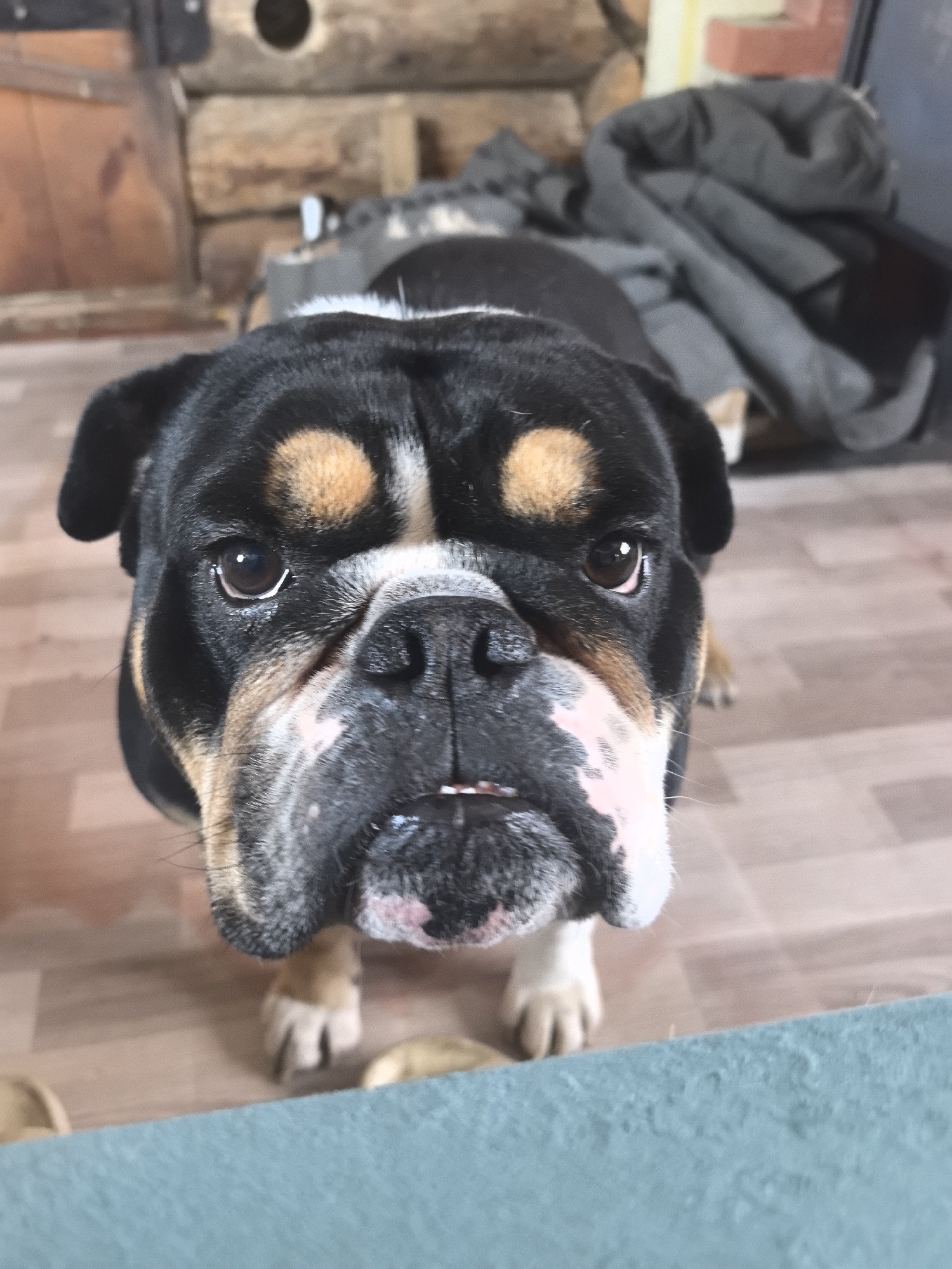 The scene depicts an indoor setting. A brindle, black, and tan bulldog, primarily dark in coloration with distinctive tan patches above its eyes and on its cheeks, and a white muzzle, is positioned in the foreground, facing directly towards the camera. Its dark brown eyes are open and focused. The dog's forelegs are visible, showing light tan and white paws, resting on a light brown, wood-patterned floor.
At the very bottom of the frame, a blurred light blue surface is present. The background is out of focus, revealing a wall constructed from horizontal wooden logs or planks. To the right, a mass of crumpled dark gray fabric, possibly a garment or blanket, is visible against the wooden wall. No people are present. The precise location within Noviy, Russia, cannot be determined from the visual information provided.