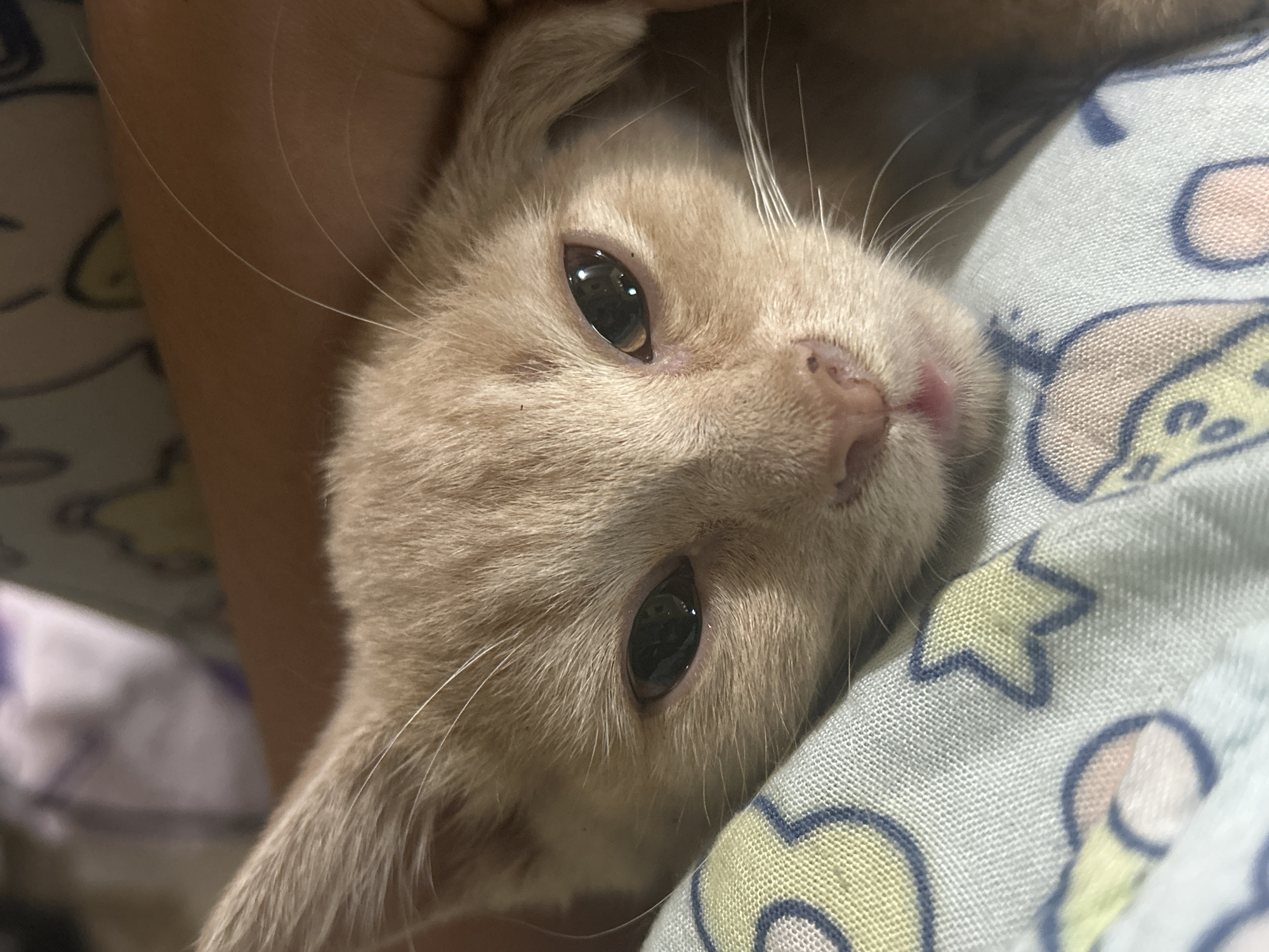 This is a close-up, low-angle shot of a ginger kitten's face, nestled on a patterned blue and yellow blanket. The kitten's eyes are open, with its left eye more visible than its right. Its fur is a light ginger color, and its whiskers are prominent. The kitten's nose and mouth are also visible, with a small pink tongue slightly protruding. The background is out of focus, showing a human arm or shoulder, and a blurred floral or patterned fabric. The image is dimly lit, suggesting an indoor setting. The image does not contain any information that would allow for its location to be determined as being in the city of Makassar, Indonesia.