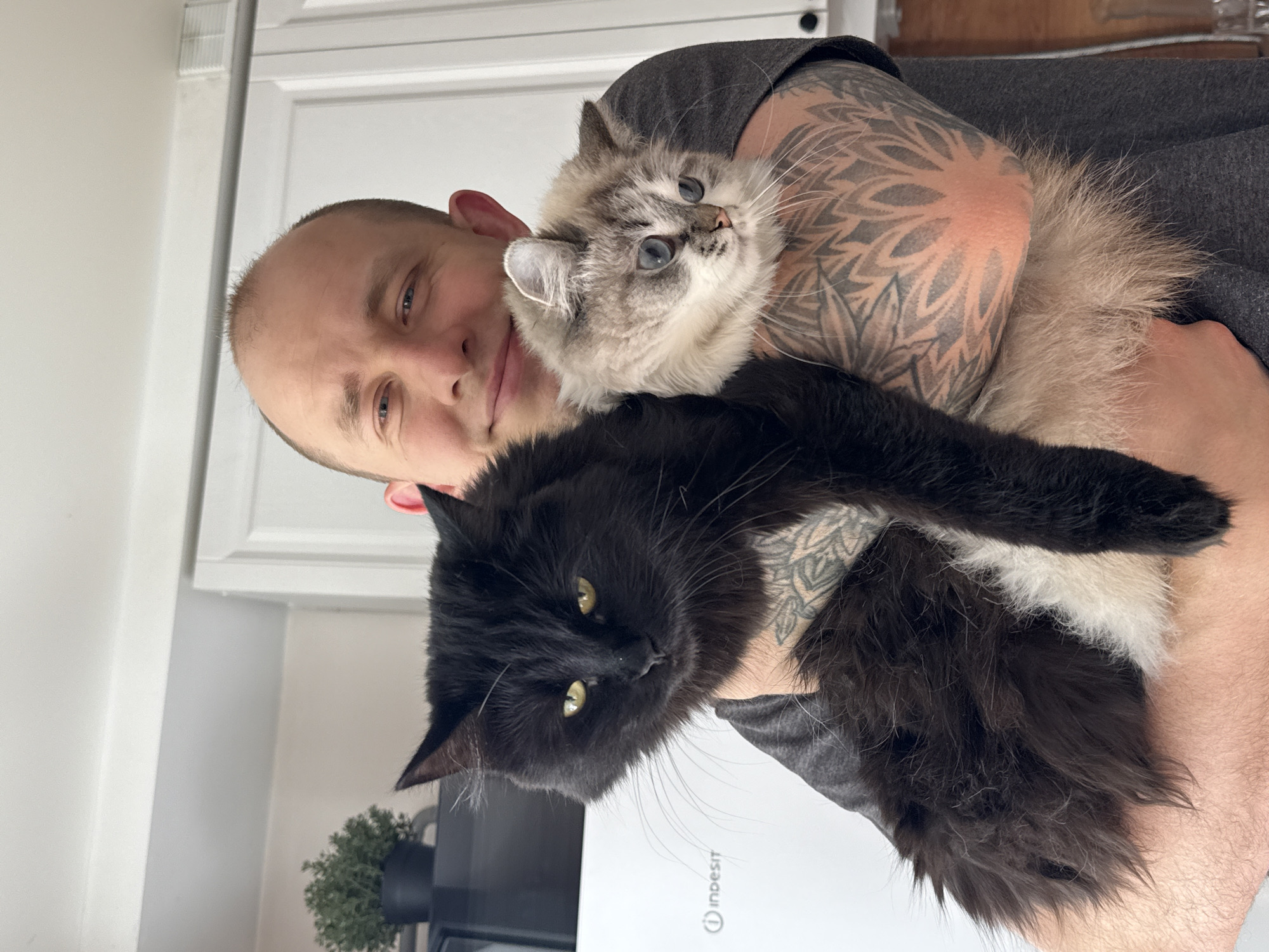 A man with a shaved head is holding two cats. One cat is a gray and white color with blue eyes, and the other cat is black with yellow eyes. The man has tattoos on his arms. The background includes a white cabinet and a small potted plant. The image does not contain information that would allow it to be tied to Rostov-on-Don, Russia.
