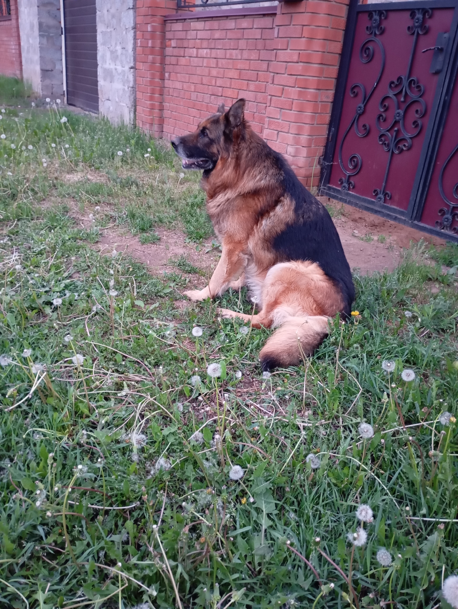 A German Shepherd dog is sitting in a grassy area. The dog is facing to the left, with its body angled slightly towards the camera. Its fur is a mix of black, brown, and tan. The grass around the dog contains many dandelions in various stages of growth, including some with seed heads.
Behind the dog are a brick wall and a gate, partially visible. The wall appears to be made of red bricks. The gate is metal and dark red with decorative black ironwork.
A grey building with a dark grey roll up door is in the background.
The location is Фоки, Russia.