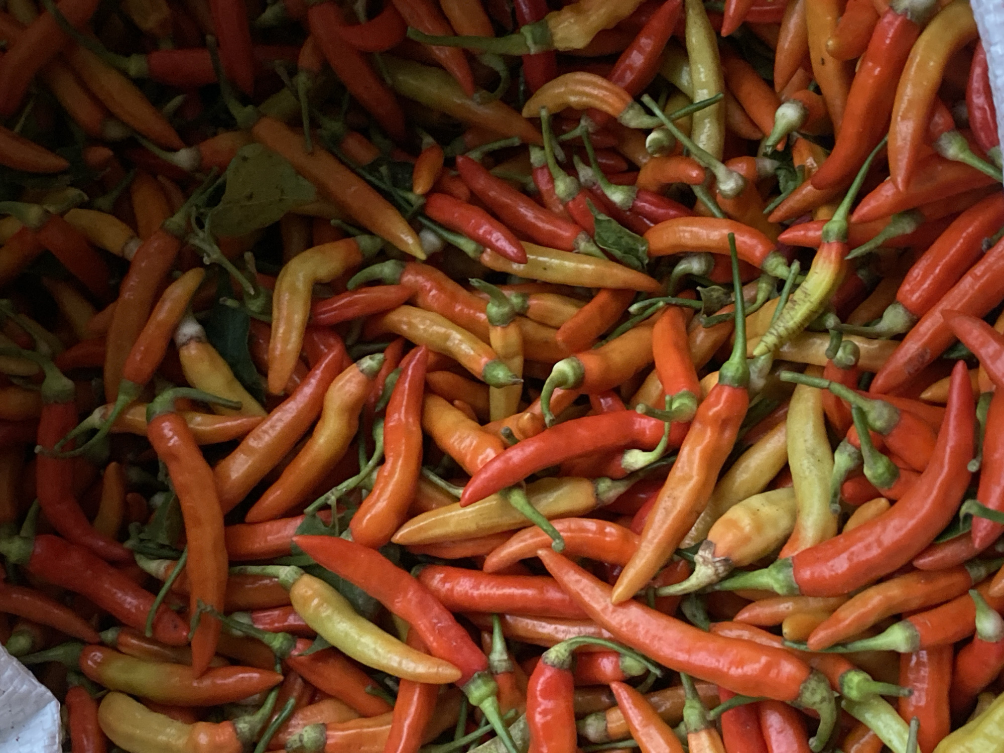A close-up, overhead shot shows a large pile of red and orange chili peppers, with some green stems visible. The peppers are of various sizes and shapes, and they are arranged in a seemingly random, abundant manner. A corner of a white bag is visible at the top left of the image. The scene appears to be a market or street vendor stall, possibly in Ambarketawang, Indonesia, given the context. There are no people or visible signs of activity, only the natural bounty of the harvested produce.