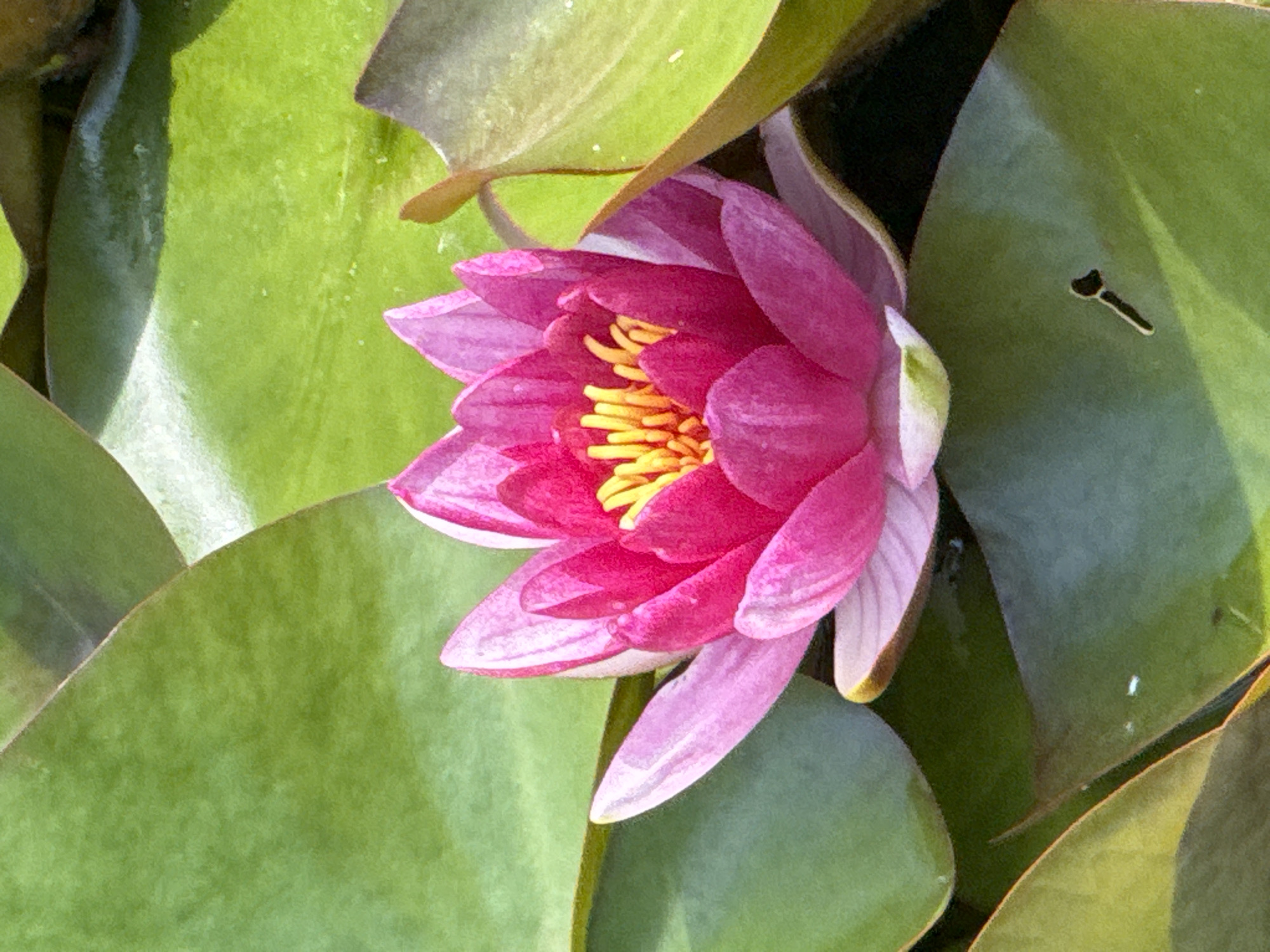 This close-up, high-angle shot captures a vibrant pink water lily bloom, partially open and nestled amongst large, green lily pads. The flower's delicate petals, ranging from deep fuchsia at the tips to a lighter pink and white towards the base, reveal a cluster of bright yellow stamens in its center. The lily pads are lush and broad, with subtle veins visible on their surfaces. One of the pads on the right side of the frame has a small, dark, crescent-shaped marking, possibly a tiny bite mark or imperfection. The water is a dark, muted green, suggesting it is the murky water of a pond or lake.
The lighting indicates it is daytime, likely a sunny day, given the bright illumination of the flower and the distinct shadows cast by the petals and leaves. The overall impression is one of natural beauty and tranquility. The setting is consistent with a pond or garden feature, and the presence of water lilies points to a freshwater environment. No people, text, or specific events are depicted. The context of Lomonosov, Russia, suggests this could be a scene from a park, botanical garden, or a natural body of water in that region during the warmer months when water lilies are in bloom.