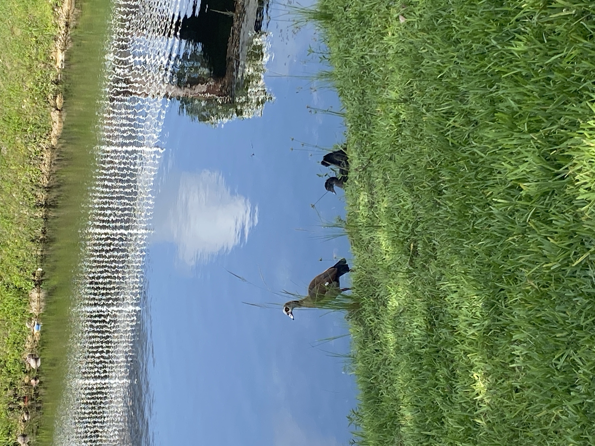 Two ducks are visible on the grassy bank of a body of water. One duck is larger and brown with a distinctive white patch around its eye, standing near some tall grass. Another, smaller, dark-colored duck is positioned closer to the water. The water reflects the sky, clouds, and a white, lattice-like structure in the background. The environment appears to be an outdoor setting with lush green grass and vegetation along the bank. The location is identified as Sunset, United States.