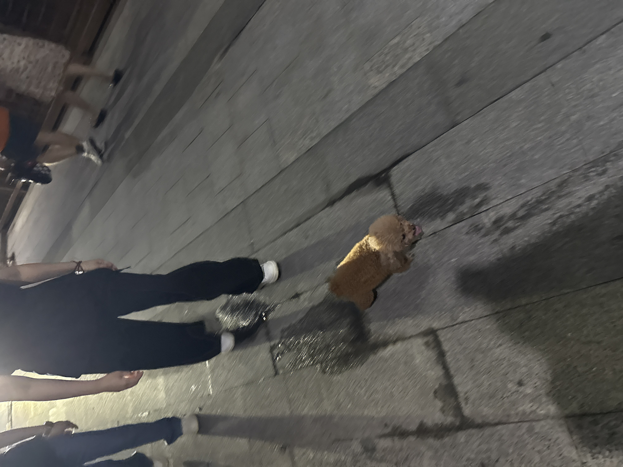 The image shows a close-up perspective of a brown toy poodle walking on a wet, paved surface, possibly stone or concrete tiles, in what appears to be an outdoor urban setting at night. The poodle is in the lower right quadrant of the frame, facing towards the left and slightly downwards, with its tongue visible. The ground is dark and reflects light from an unseen source, indicating it is wet from rain or recent cleaning.
In the background, to the left, two individuals are partially visible. One person, wearing dark pants and white sneakers, is walking away from the camera. Their legs and feet are in focus. Another person, on the far left, is also walking away, wearing blue pants and white shoes. The movement of the people and the wet surface suggest a public walkway or street.
The general atmosphere of the image is dim and somewhat blurry, indicative of a low-light environment. The setting does not provide specific visual cues to definitively identify it as Huizhou, China, but it depicts a common urban scene. The focus is on the poodle and its immediate surroundings, capturing a moment of its movement on the damp pavement.