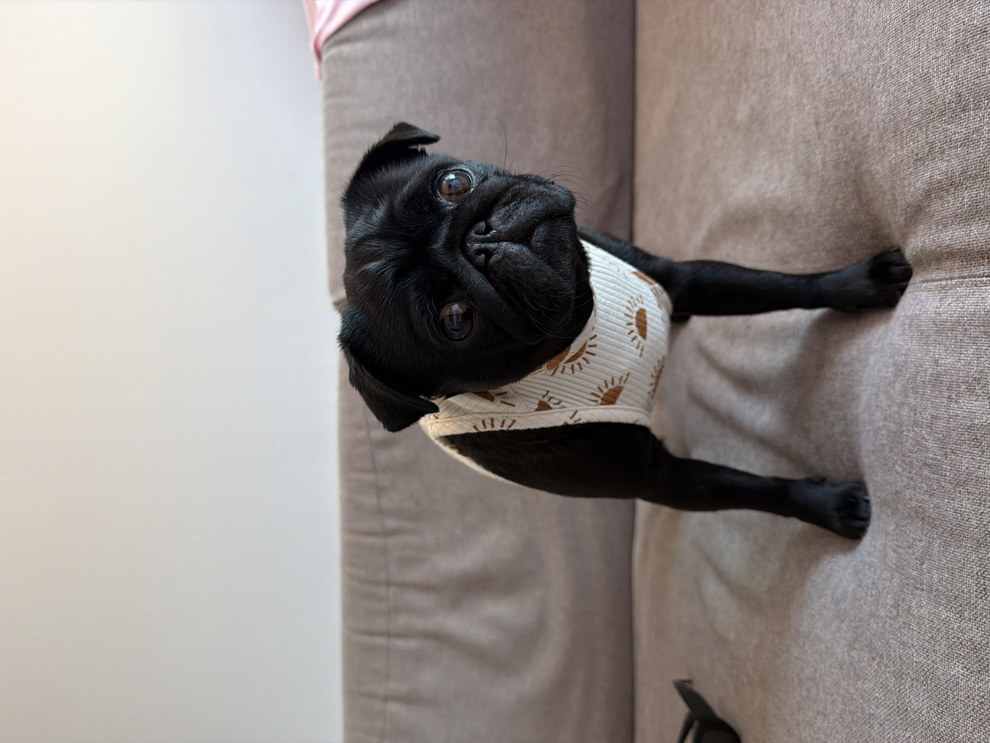 A black pug wearing a white tank top with a sun pattern is sitting on a light brown couch. The pug is facing the camera with its head slightly tilted. The couch is in a room with a plain white wall behind it. The pug is the main subject of the image. There are no people or specific city details present in the image.
