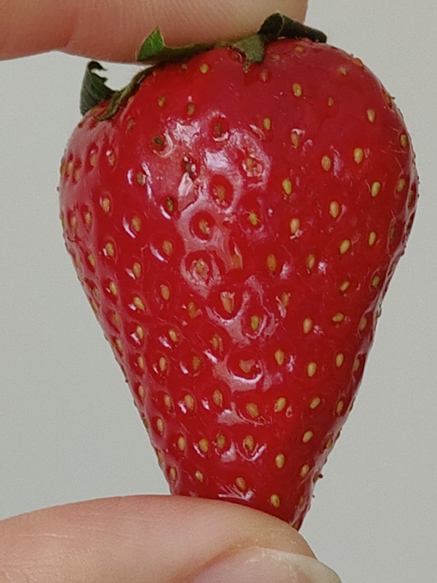 A single red strawberry is held between two fingers. The strawberry is ripe, showing many yellow seeds embedded in its surface. The green leafy stem is still attached to the top of the fruit. The background is a plain white color. No location can be determined from this image.