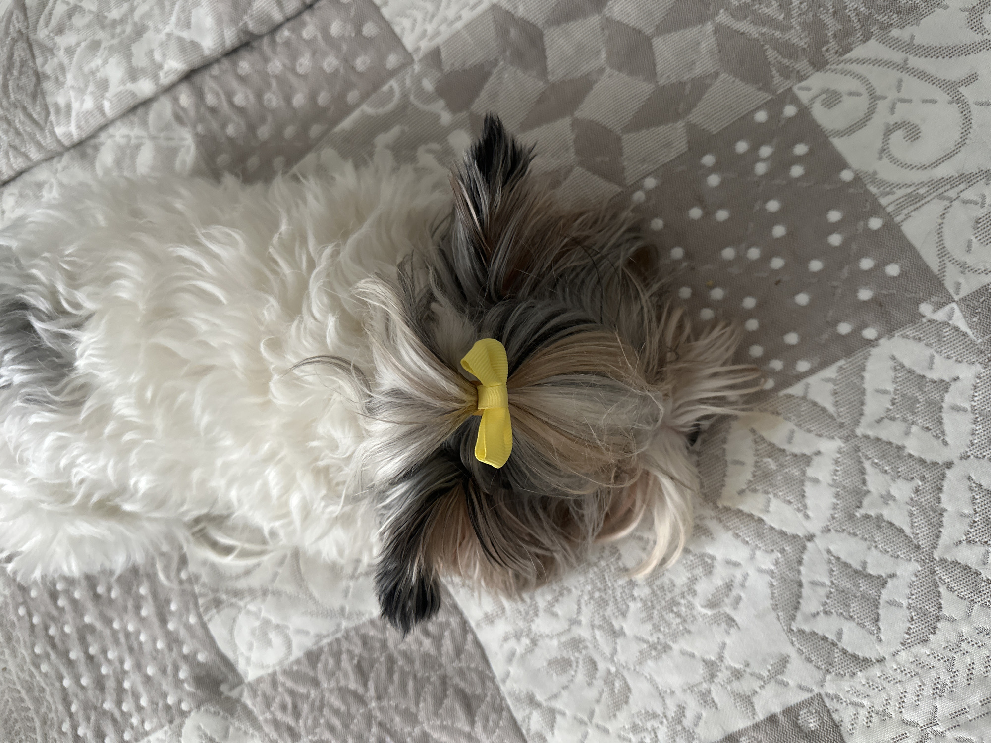 A small, fluffy dog with white and gray fur, a yellow bow on its head, rests on a quilted gray blanket. The blanket has a patterned texture with geometric and floral designs. The dog is lying down, facing towards the right. No people are visible. The location is not identifiable as Moscow, Russia based on the provided visual information.