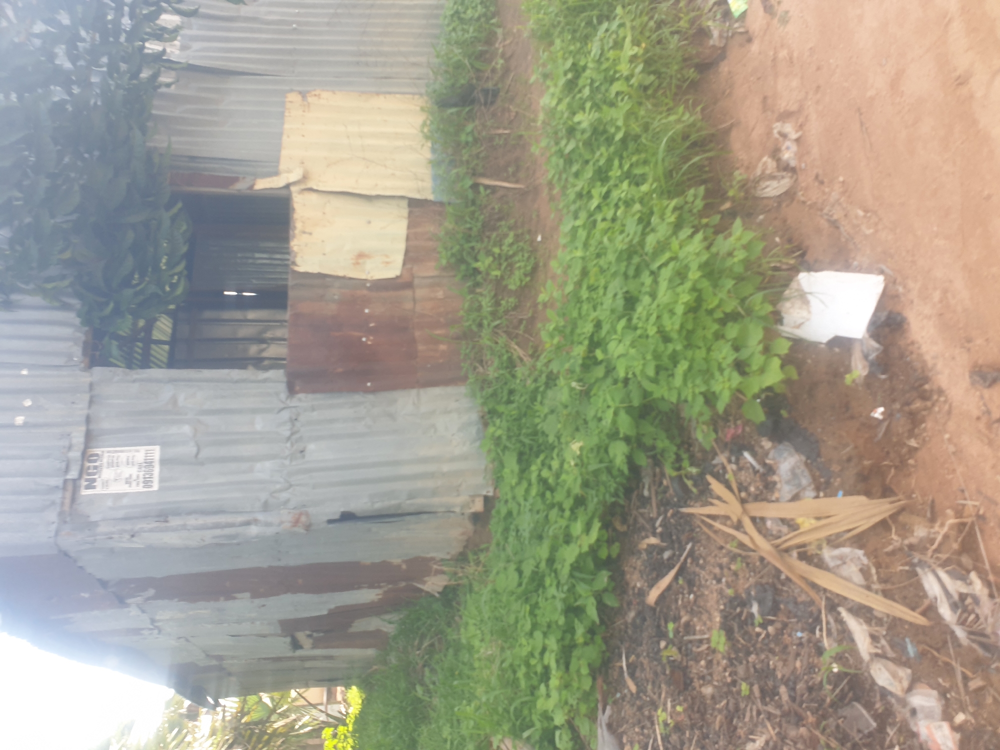 The image shows a corrugated metal shack in Jauro Yinu, Nigeria. A sign on the shack reads "NGO" and displays a phone number, "08136941111". The structure appears weathered and possibly dilapidated. The foreground is covered with green vegetation, some dried leaves, and scattered debris, including plastic bags and what appears to be shredded paper. The ground is a mix of dirt and soil. Trees and branches are visible above and behind the shack. The overall scene suggests an outdoor, informal setting, possibly a roadside stall or a makeshift structure in a rural or semi-urban area.