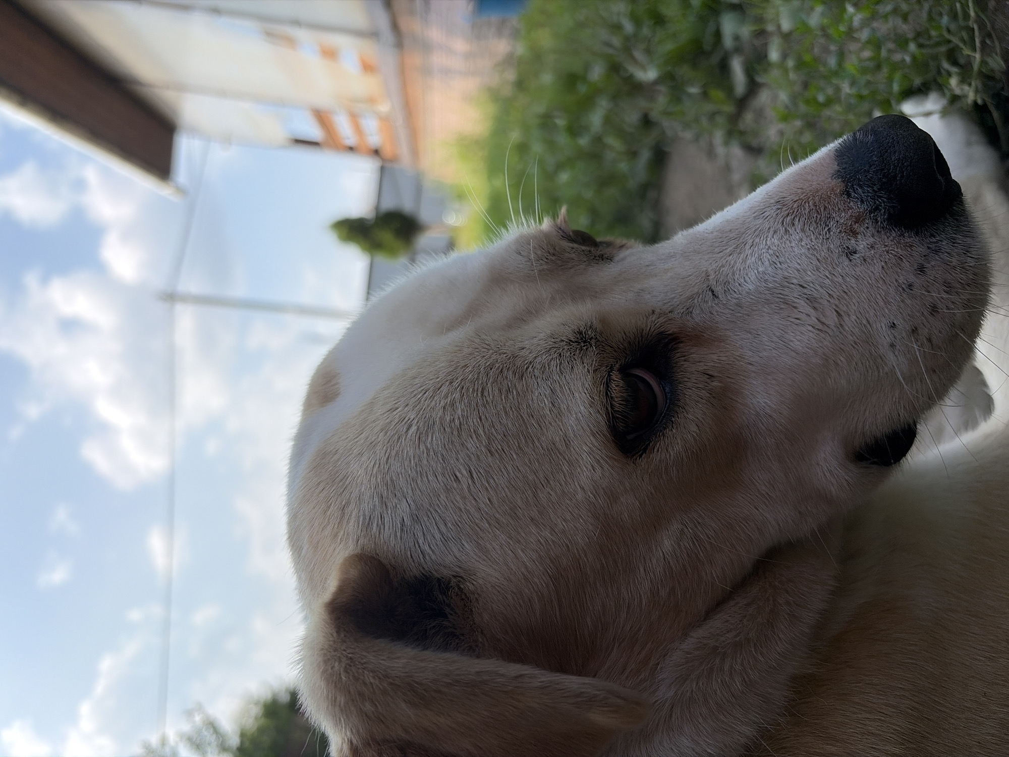 An outdoor medium close-up shot captures a dog's head in profile, its gaze directed to the right of the frame. The dog has light tan fur with a white patch on its forehead and a dark nose. Its ears are floppy, and its eyes are dark brown. The background is blurred, showing a grassy area with some vegetation and a building with orange brick and white siding. The sky above is blue with scattered white clouds. There is no indication of the dog's location in the city of Imeni Vorovskogo, Russia.