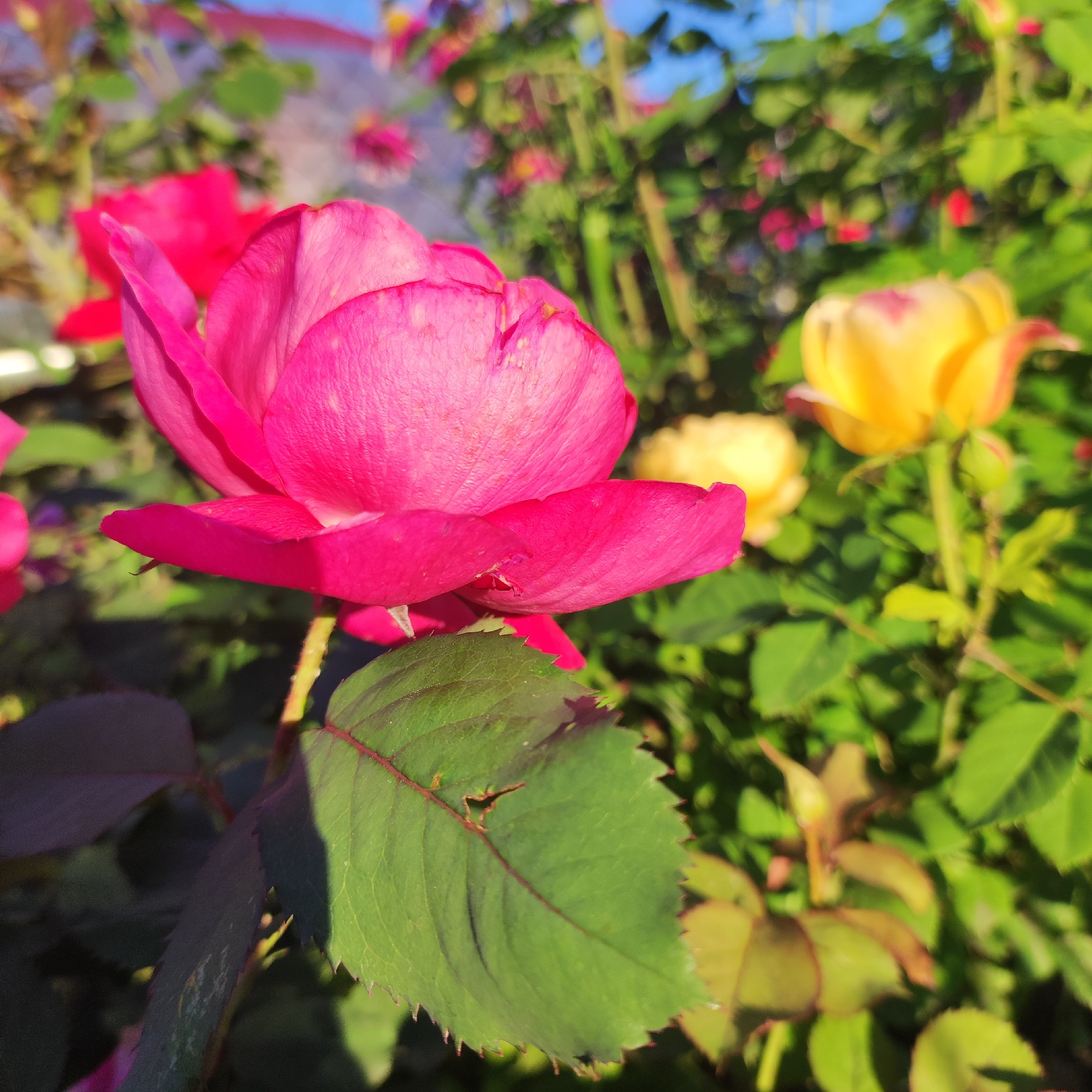 A close-up, eye-level shot focuses on a vibrant pink rose in the foreground, its petals unfurling to reveal delicate textures and a few small imperfections. A serrated green leaf with prominent red veins sits below the rose, casting a shadow. In the blurred background, a yellow rose is visible, along with other pink and red flowers and lush green foliage. The scene is bathed in bright sunlight, suggesting an outdoor setting. The specific location is not discernible from the image.