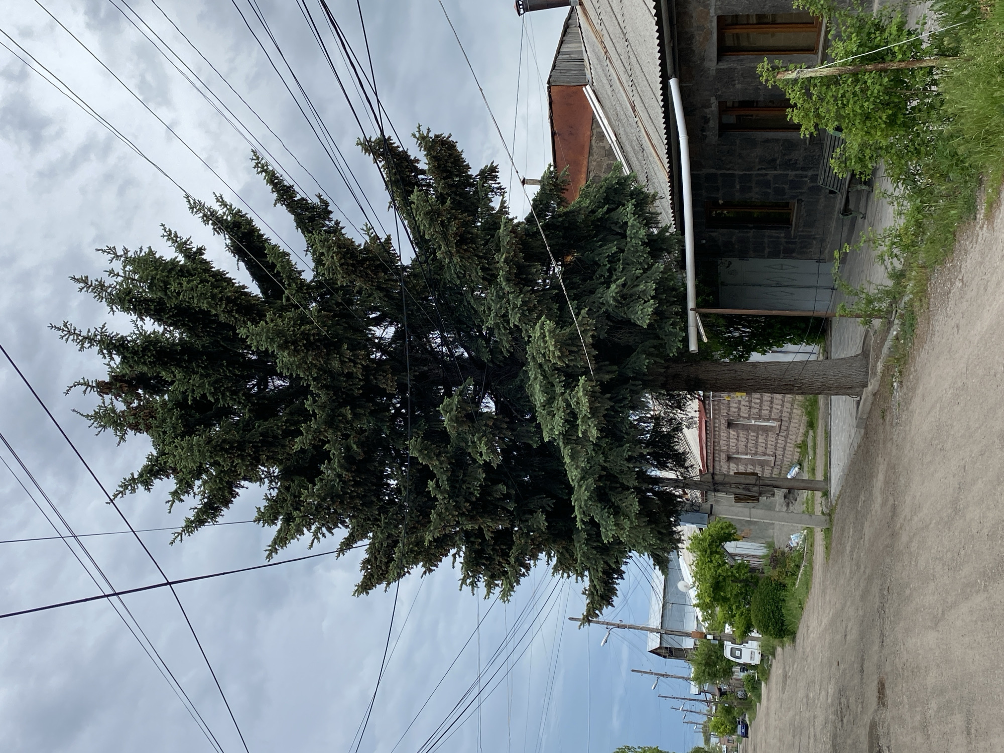 This image captures a street scene in Gyumri, Armenia, under an overcast sky. A large, dark green conifer tree dominates the central foreground, its extensive canopy reaching towards the top and right side of the frame. Numerous dark overhead utility lines crisscross the grey sky, some passing through the tree's branches.
To the immediate right of the tree, a single-story building constructed from dark, rough-hewn stone blocks features two rectangular windows with light wooden frames. Its roof is grey and corrugated, with a prominent white bent pipe, likely a gutter or conduit, extending horizontally from the roofline. A dark wooden bench is positioned on the pavement in front of this building, partially obscured by green foliage.
The ground comprises a wide, unpaved dirt road, showing signs of unevenness and vehicle tracks, stretching from the bottom center into the distance on the left. Along the left side of the road, multiple utility poles with streetlights extend into the background. Several residential buildings are visible further down the street; one white panel van is parked on the left side. Distant structures with varied rooflines and chimneys are discernible in the background. The sky is uniformly cloudy and grey, indicating an overcast day. No people are visible in the scene.
