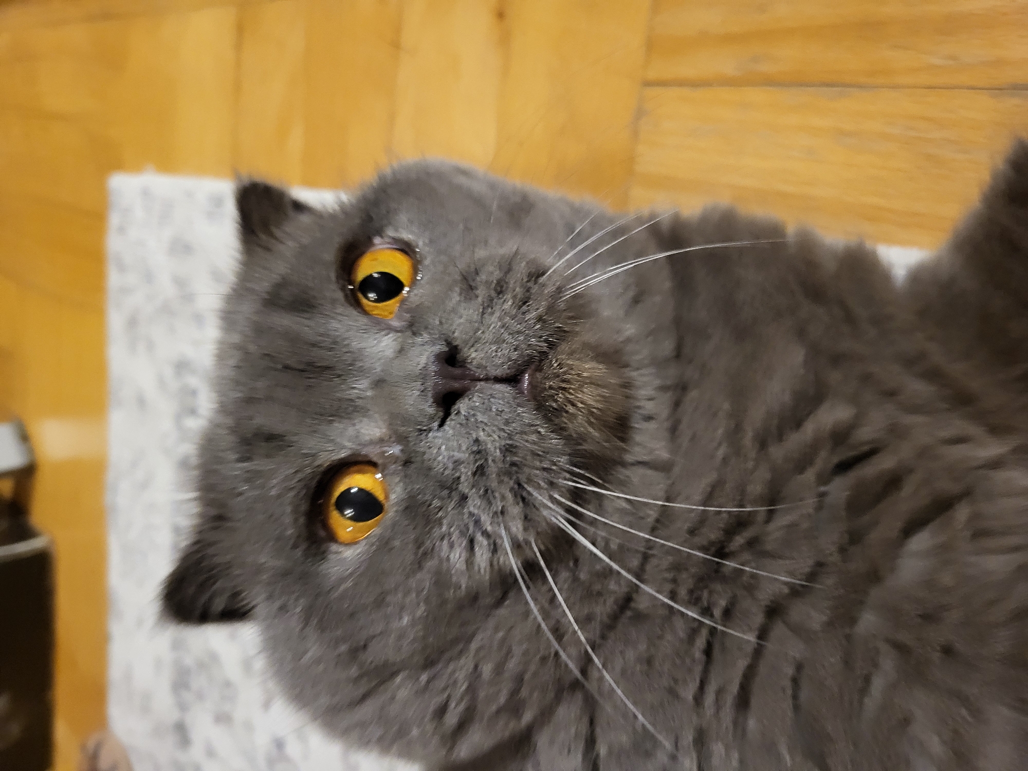 A British Shorthair cat with grey fur and bright orange eyes is lying on its back on a patterned rug. The cat's head is tilted upwards, and its mouth is slightly open. The background consists of a wooden floor.