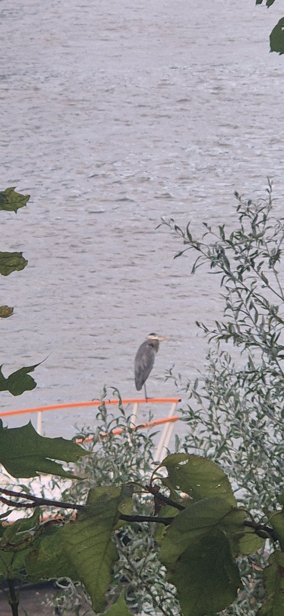 The image shows a great blue heron standing on an orange railing near a body of water. The heron is facing to the right, with its head slightly lowered. Its plumage is gray and white, and it has a long, slender beak. The water is choppy, with small waves. In the foreground, there are green leaves and branches of a tree. The background is out of focus, but it appears to be a body of water. The scene is likely outdoors, in a natural setting, possibly in a park or near a riverbank. The lighting suggests it is daytime. The image does not provide any specific information about the city of Mainz, Germany.