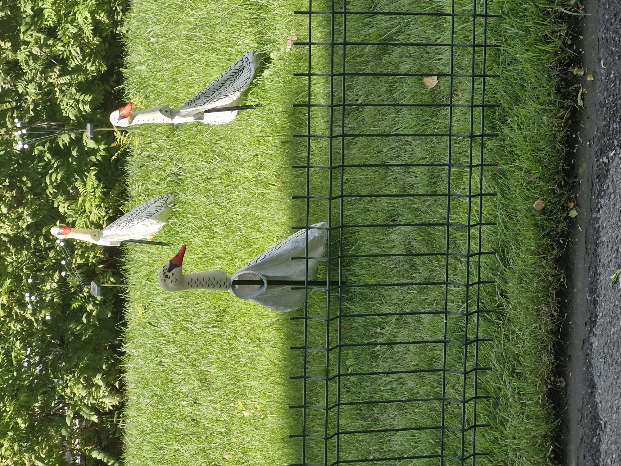 In Kokshetau, Kazakhstan, three decorative white swan figures with orange beaks are positioned on a bright green lawn, partially obscured by a dark green metal fence. The swans are made of a light-colored material, possibly wood or plastic, and feature black markings on their wings. One swan is in the foreground, facing the camera, its neck bent. Two other swans are further back and to the right. The lawn is well-maintained, with the fence running horizontally across the lower part of the frame. Behind the lawn, dense green foliage forms a backdrop. The lighting suggests a sunny day.