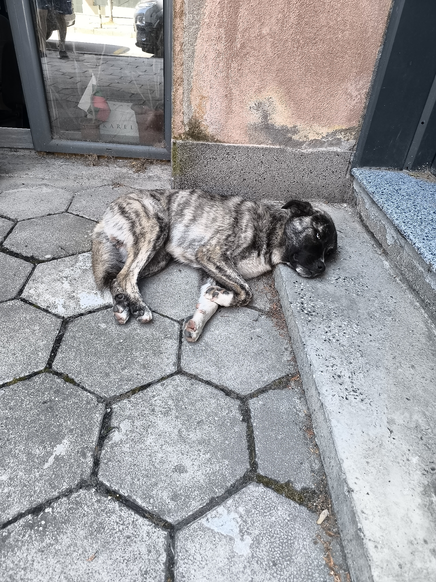 A brindle-colored dog is lying on its side on a hexagonal paver walkway next to a building with a textured, peach-colored facade and a dark grey metal trim. The dog's head rests on a concrete curb. Its left hind leg is bandaged. The dog's fur has dark and light brown stripes. In the background, through a glass door, reflections of people and a vehicle are visible. The scene appears to be in an outdoor urban setting. Based on the context provided, the location is Gotse Delchev, Bulgaria.