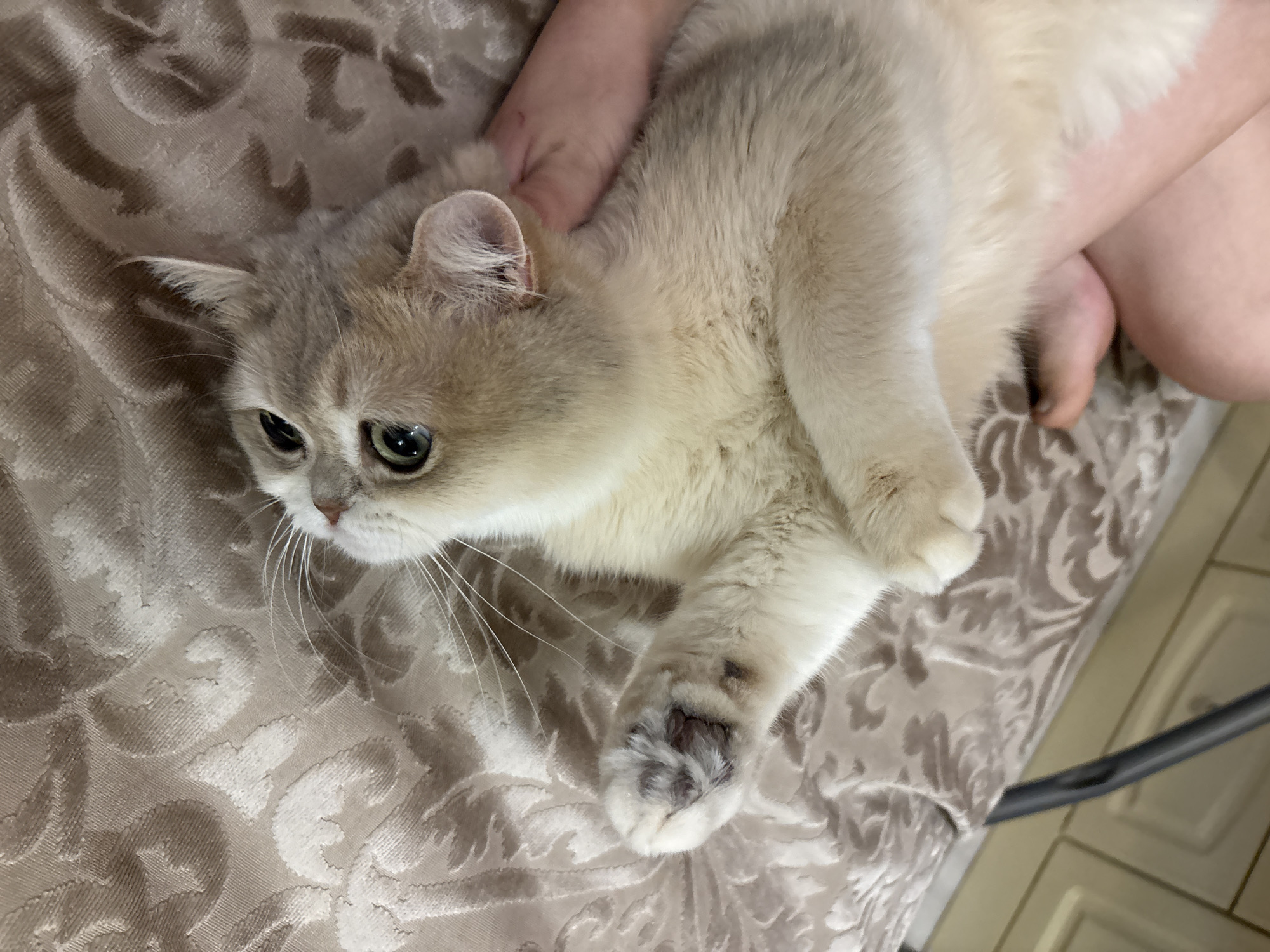 A fawn-colored cat lies on a patterned brown fabric surface, its paw visible in the foreground. A hand is holding the cat. Part of a person's leg is visible in the upper right. The location is unknown.