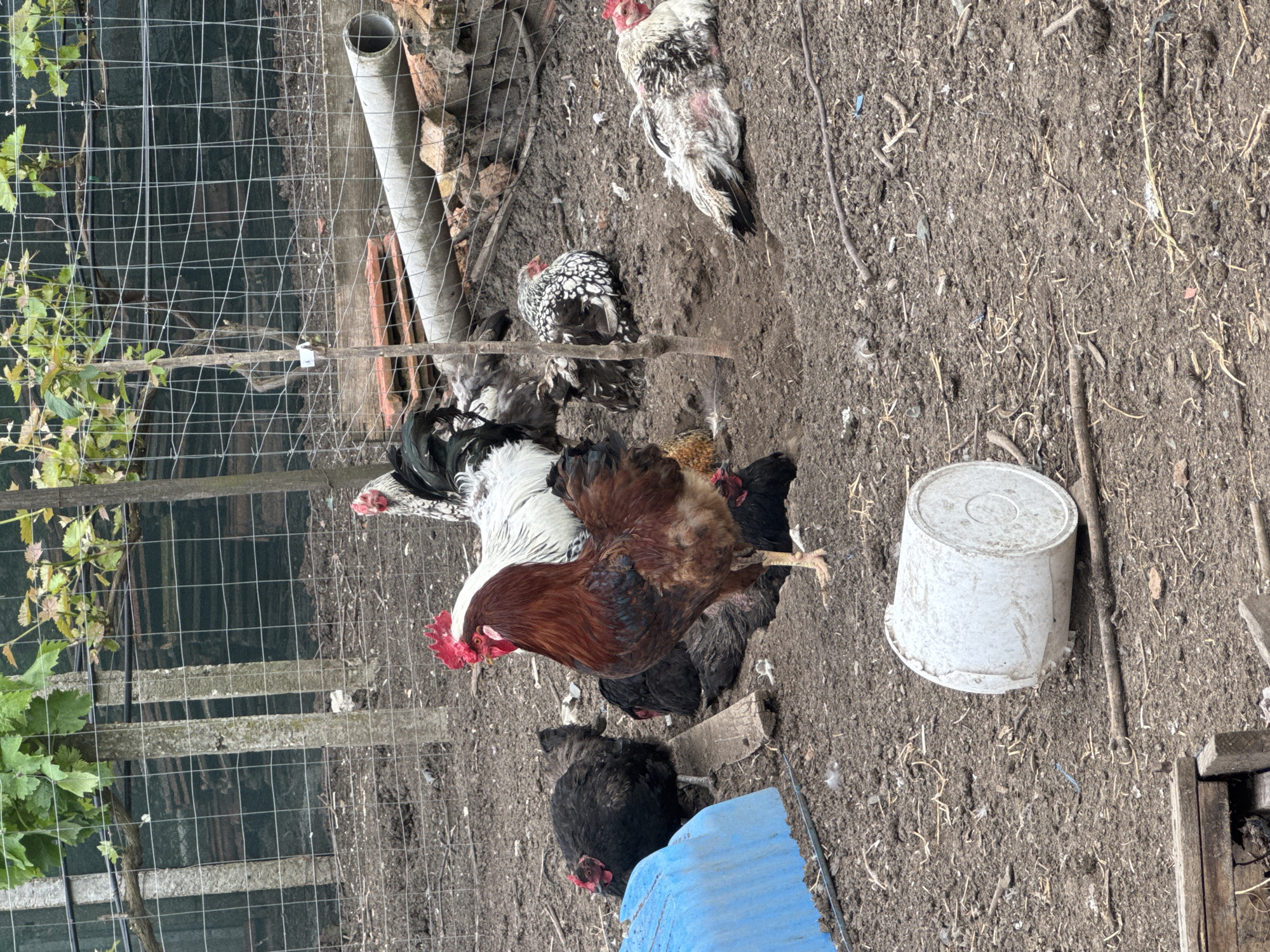 The image shows a chicken coop in Sarnevo, Bulgaria. A rooster with brown and white plumage stands near several hens. There is a white bucket and a blue container on the dirt ground. A wire fence encloses the area. Also in the vicinity are some debris like a metal pipe and scraps of lumber. There are chickens with white, black, and speckled feathers. A vine is growing near the fence.