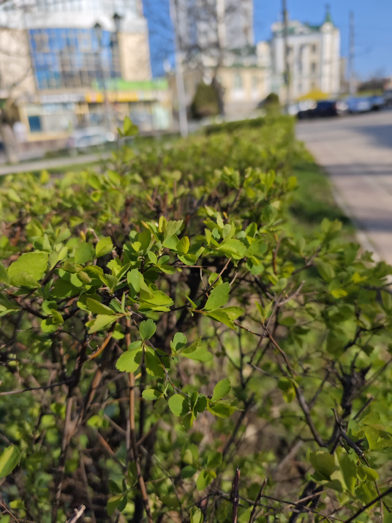 The image depicts a low hedge with small green leaves bordering a sidewalk in Pyatigorsk, Russia. In the blurred background, there's a building with blue and white panels, likely a commercial or residential structure. To the right and further back, another building with a green roof and what appears to be a small tower or spire is visible, possibly a government building or a religious structure. Cars are parked alongside the sidewalk. The scene is bathed in sunlight, suggesting it's daytime. The focus is on the hedge, with details of its individual branches and leaves visible.