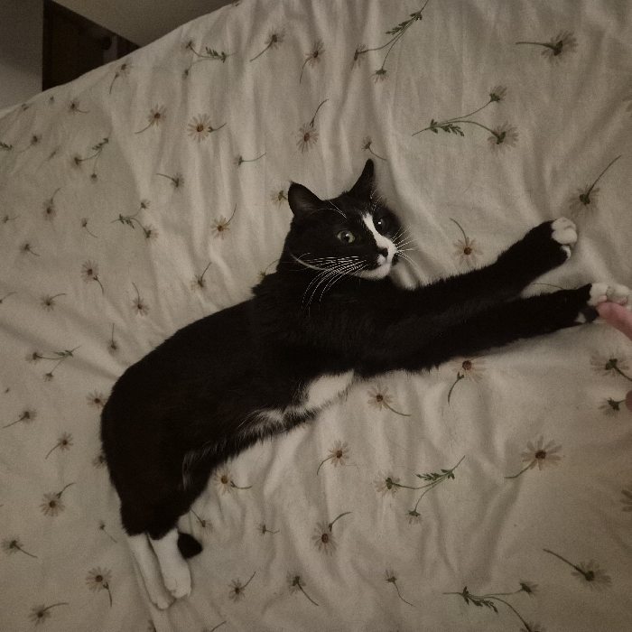 A black and white tuxedo cat is the central subject of this indoor photograph, possibly taken in Strasbourg, France. The cat is stretched out on a bed covered with a white sheet adorned with a pattern of small, delicate daisy-like flowers and green stems. The cat's fur is predominantly black, with a white chest, chin, and white paws, giving it a distinctive tuxedo marking. Its long white whiskers are prominent.
The cat is captured in a moment of playful interaction, with its front paws extended forward. Its right paw is just touching a human finger, which is visible in the bottom right corner of the frame, suggesting a person is engaging with the cat. The cat's head is slightly tilted, and its eyes are wide and alert, looking towards the interacting finger or slightly to the side. Its ears are perked up.
The lighting in the image is somewhat dim, implying it might be evening or night, or that the room is dimly lit. A dark, indistinct object, possibly a bed frame or furniture, can be seen in the upper left corner of the background. There is no visible text in the image. The overall scene depicts a calm and affectionate moment between the cat and its human companion.
