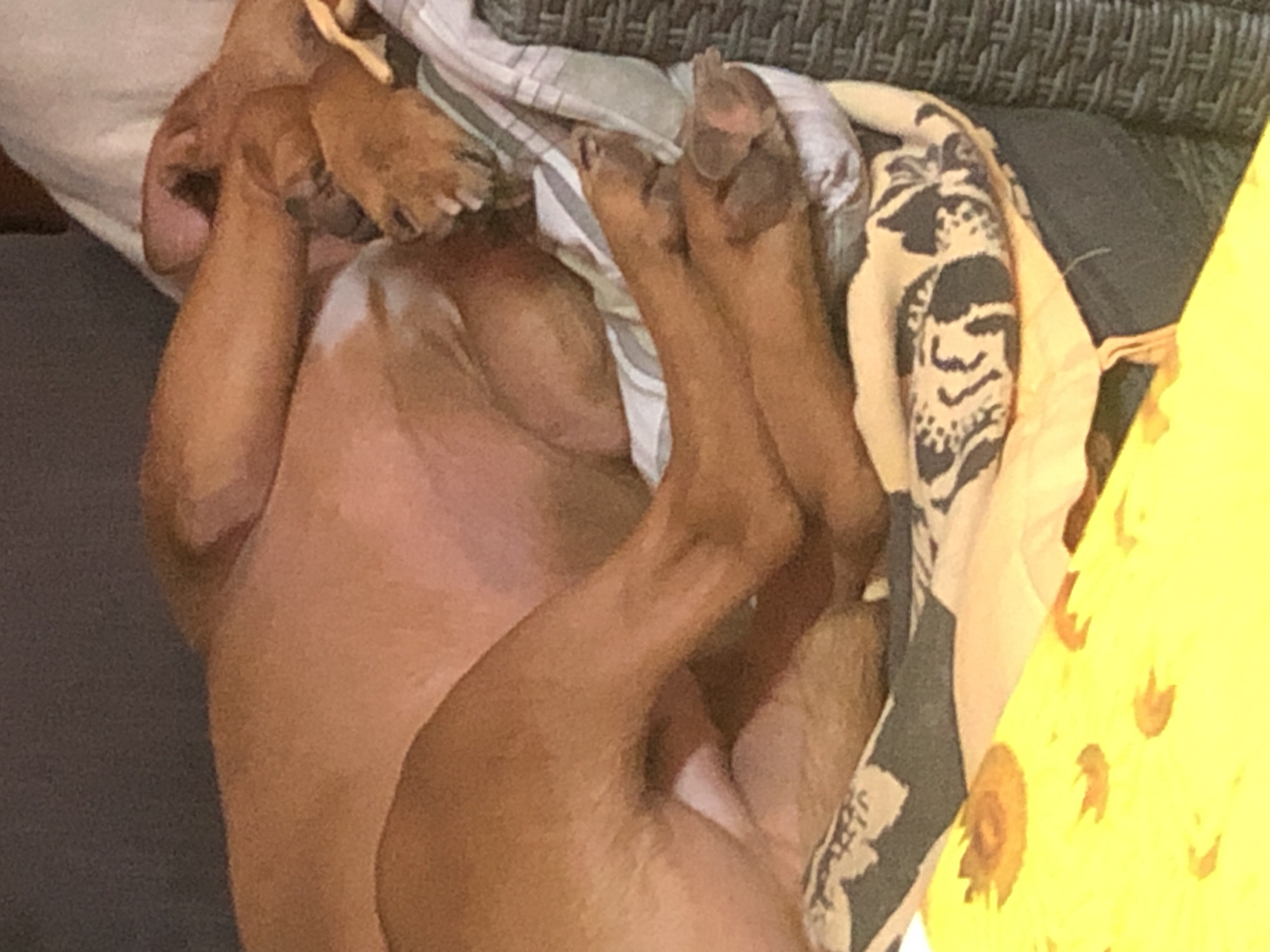 The image depicts a brown dog lying on its back on a cushioned surface, possibly a sofa or outdoor lounge chair. The dog is partially covered by a striped white and grey blanket and a tan-colored blanket with a black and white floral or geometric pattern. The dog's limbs are splayed, and its belly is exposed. The environment includes a grey, woven surface, likely part of the furniture, and a bright yellow fabric with sunflower-like designs. The location in Lom, Bulgaria, is not discernible from the provided image.