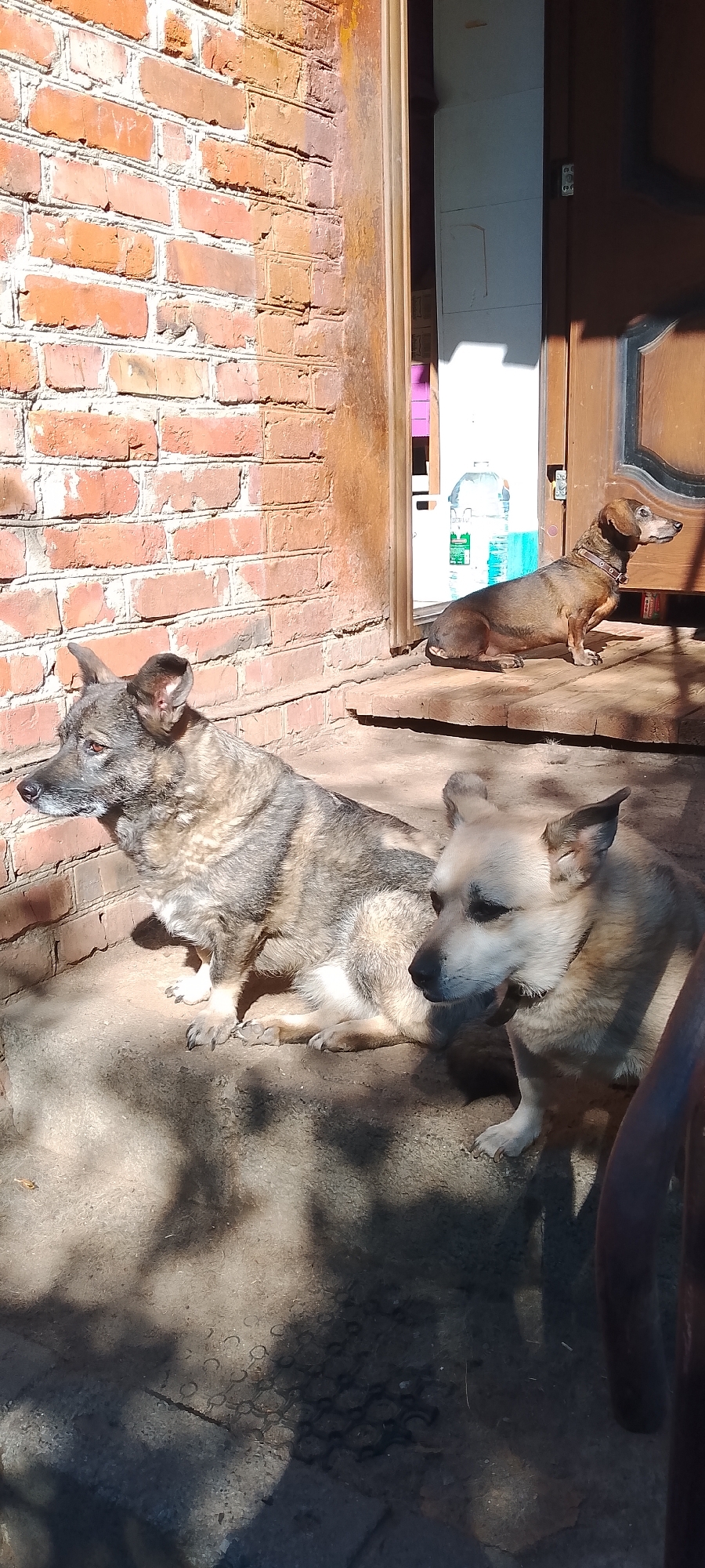 A vertical, medium shot captures three dogs on a sunlit porch in front of a brick building. The dog in the foreground to the left is a medium-sized, brindle-colored dog with pointed ears and a serious expression. It is lying down, facing left, with its head turned towards the camera. To the right of this dog and slightly behind it is another medium-sized dog, this one a lighter tan color with black-tipped ears and a dark collar. It is also lying down, facing left, with its head turned towards the camera. In the background, further back and to the right, a small, brown Dachshund sits on the wooden porch floor, facing right. Behind the Dachshund is a doorway with a bottle of water visible inside. The environment suggests a residential setting, possibly a backyard porch. The lighting indicates it is daytime, with strong sunlight casting shadows. There are no humans visible in the image. The scene is located in Belgorod, Russia, based on the information provided in the prompt.