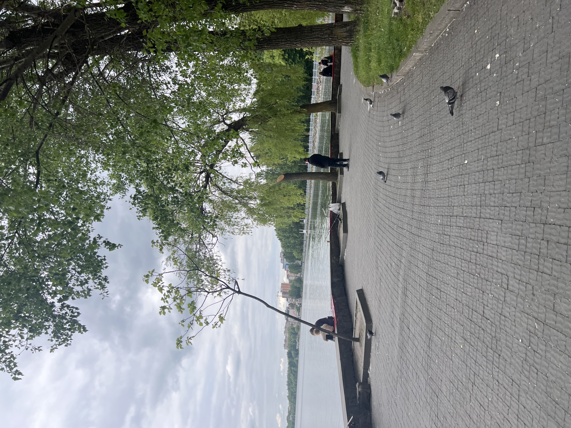 The image depicts a city park scene. A paved path runs along a body of water, likely a lake or river. Several pigeons are scattered along the path. Trees with green foliage are visible along the path and the water's edge. Buildings are seen in the background across the water. Two people are visible on the path. One person is standing near a tree with a cut branch, and another is sitting on a bench near the water. The sky is cloudy.