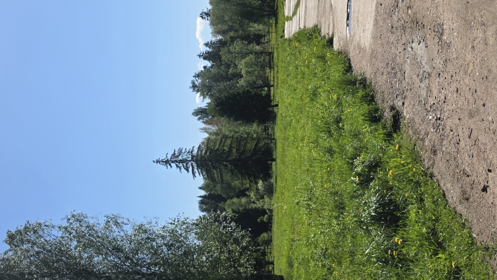 The image depicts a landscape in Gatchina, Russia. A dirt path runs along the right side, bordering a grassy field dotted with yellow flowers. A line of trees is visible in the midground, with a prominent, tall coniferous tree standing out. The sky is blue and mostly clear, suggesting a sunny day. No people are visible in the scene.
