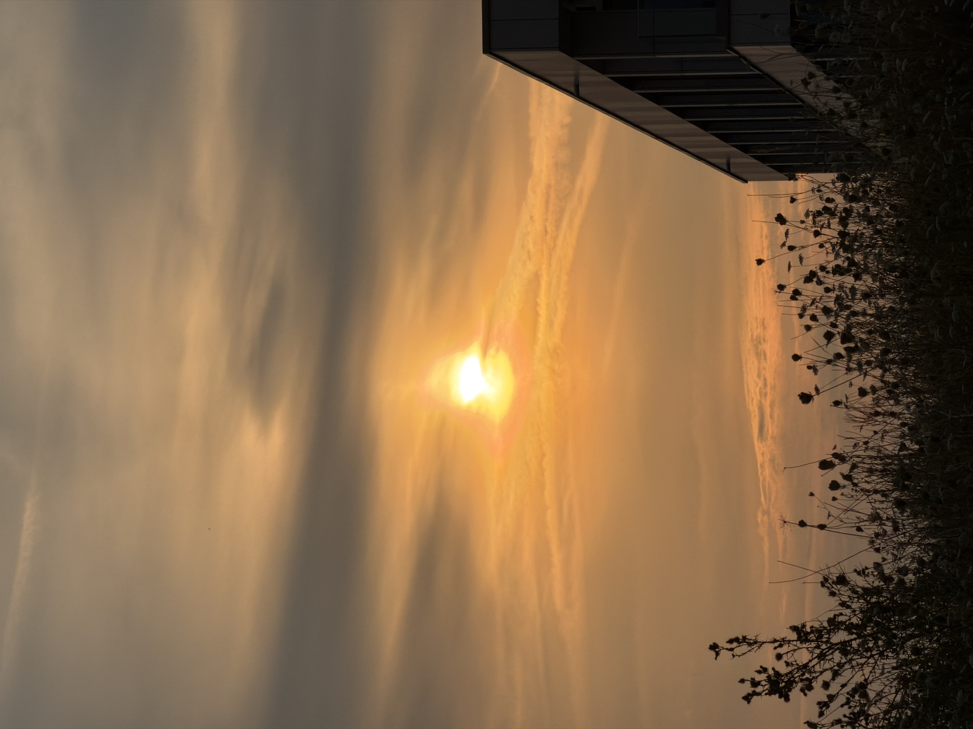 A low-angle, full shot captures a sunset over Leudelange, Luxembourg. The sun, a bright, hazy orb, is centered in the upper half of the frame, casting an orange glow across the cloudy sky. Wispy, elongated clouds stretch horizontally, some catching the sunlight with an iridescent shimmer. In the foreground, silhouetted against the luminous sky, is a dense collection of dried, seed-bearing plants and grasses. To the right of the frame, a modern building with a dark, flat roof and rows of recessed windows rises towards the sky. The building is angled and appears to be a commercial or office structure. No people are visible in the scene.