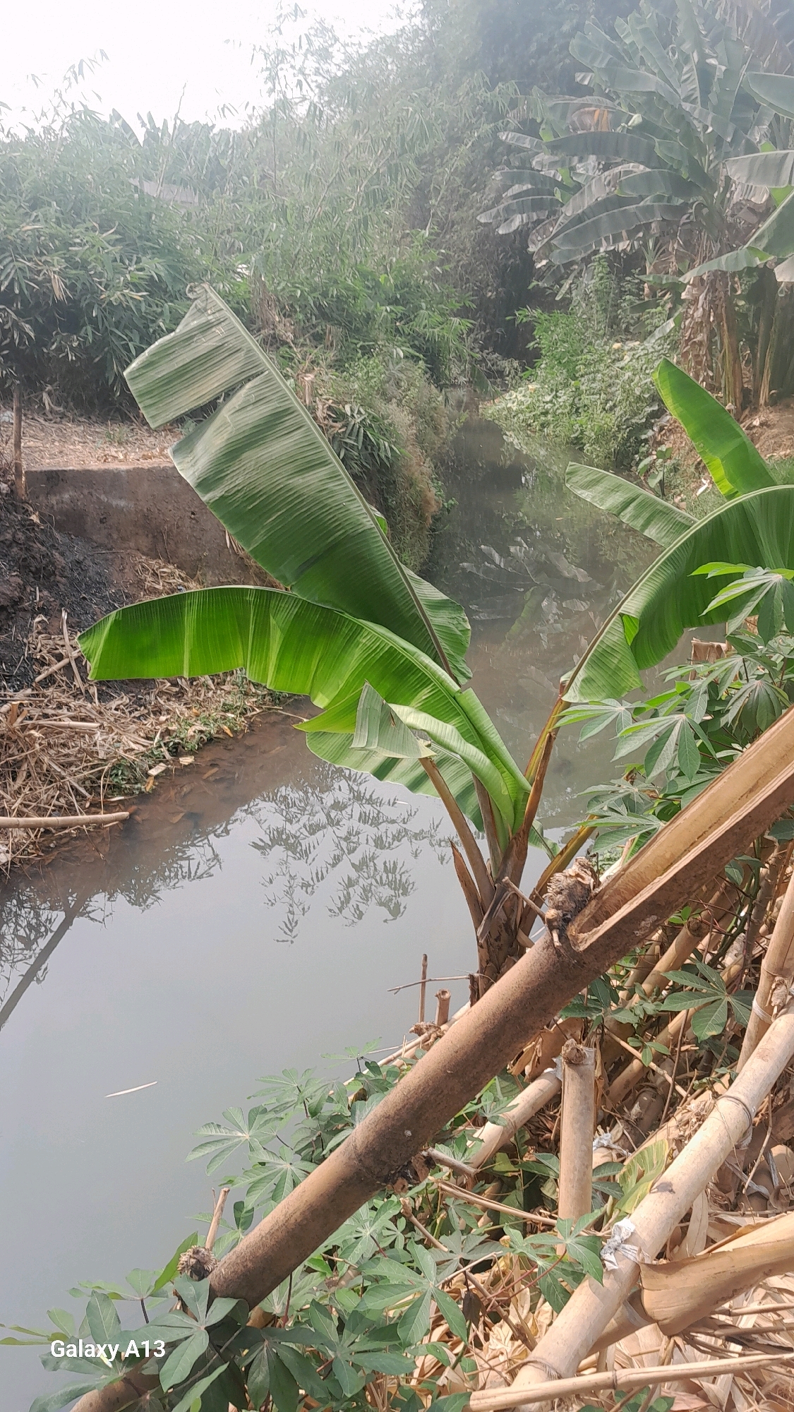 The image depicts a narrow, murky waterway bordered by lush vegetation. Banana leaves, prominent in the foreground, droop over the water's surface. To the left of the waterway, a dirt embankment is visible, with dry, broken stalks and debris accumulated along the edge. The water reflects the surrounding greenery, creating a somewhat hazy effect. The background is dense with various types of foliage, including bamboo stalks and leafy plants. The overall scene suggests a natural, somewhat overgrown environment, likely in a rural or semi-rural setting within Hadipolo, Indonesia. There are no people or visible actions captured in the image.