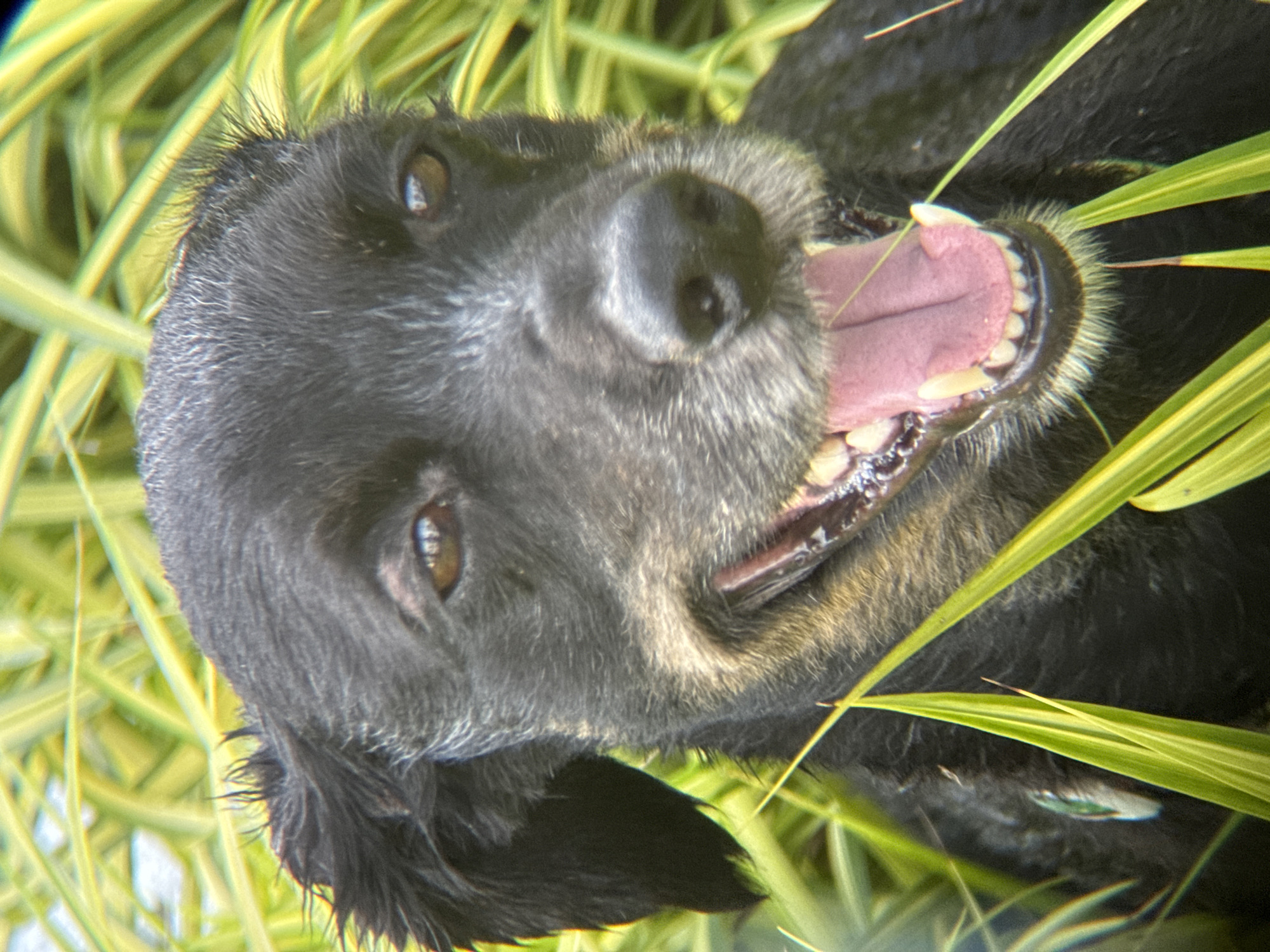 A close-up shot focuses on the face of a black dog with some graying fur, panting with its mouth open, revealing pink gums and sharp teeth, as it sits amidst tall, green-and-yellow striped grass. The dog's eyes are visible, as is its black nose. A sliver of a green collar is visible on its neck. The background is blurred, consisting of more of the striped grass and some sky. The image was captured in Nha Trang, Vietnam.