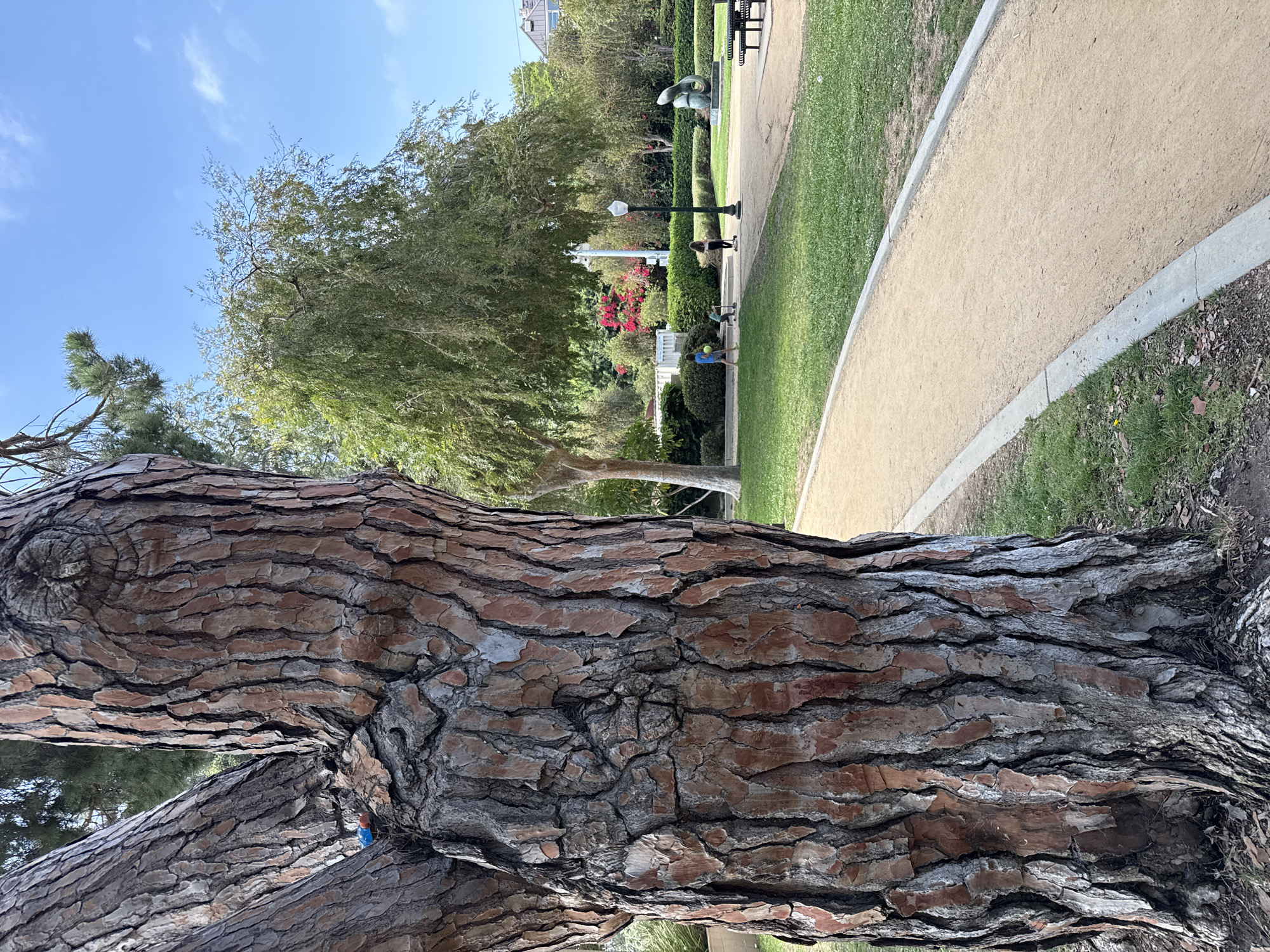 This media file captures a park scene on a bright, sunny day, likely in Beverly Hills, California. The foreground is dominated by the rough, textured bark of a large tree, its reddish-brown and gray patterns creating a naturalistic focal point. Through the branches of this tree, a park unfolds with a gravel path curving through manicured green grass. In the mid-ground, two individuals are visible. One person, wearing a dark top and lighter pants, stands near a lamppost, appearing to observe something. Further along the path, another individual, dressed in blue, is seen interacting with a blue ball, suggesting a casual outdoor activity like playing.
Behind the path and grass, there are well-maintained hedges and more trees, some with vibrant red flowers, adding splashes of color to the landscape. A modern sculpture stands near a park bench, indicating a public space designed for both leisure and art appreciation. The background reveals hints of buildings with traditional architecture and a clear blue sky with scattered white clouds. The overall atmosphere is serene and peaceful, suggesting a pleasant afternoon in a well-kept urban park. There is no visible text in the image.