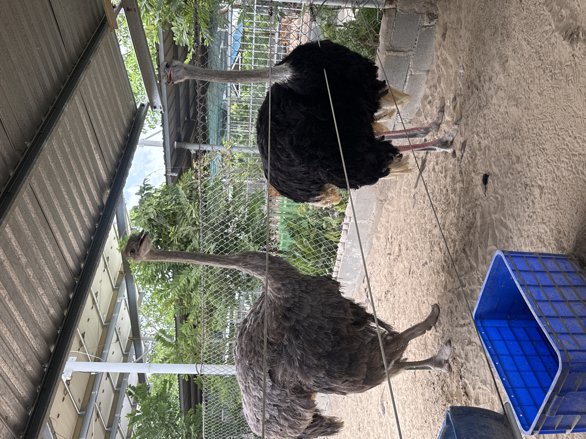 The image captures two ostriches in an outdoor enclosure in Phước Hải, Vietnam. The enclosure features a sandy ground, a metal fence, and a corrugated metal roof supported by white poles. One ostrich, larger and grayish-brown, stands on the left, facing left. The other, a black ostrich, is on the right, facing right. Both birds have long necks and legs, and are standing on the sand. In the foreground, a blue plastic crate is visible on the sand. The background shows lush green trees and vegetation behind the fence, with a glimpse of the sky. The overall environment suggests a rural or semi-rural setting, possibly a farm or zoo.