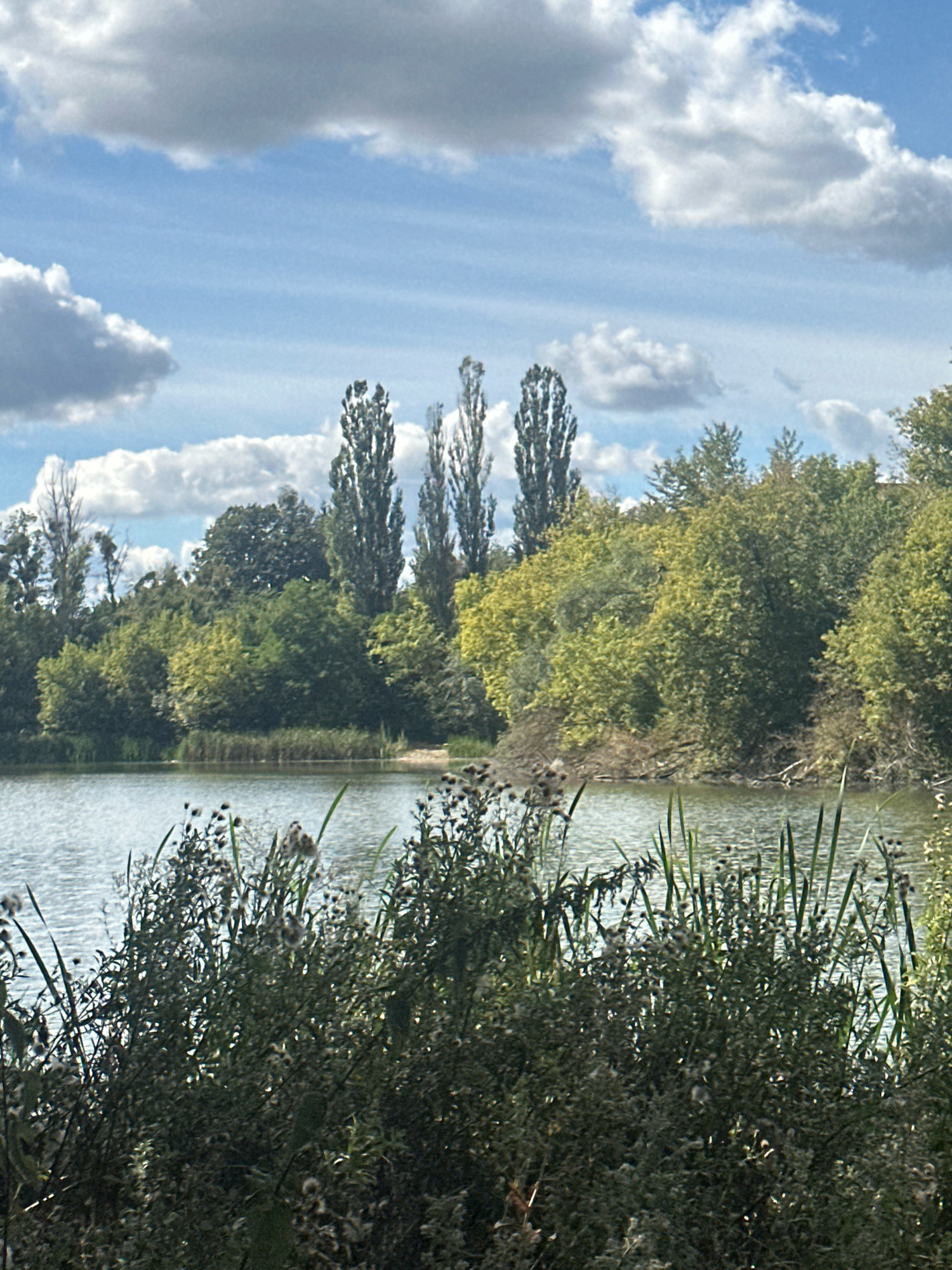 A view of a body of water with trees lining the opposite bank, under a cloudy sky. The foreground is dominated by dense, dark green foliage with some lighter colored seed heads. The water is calm and reflects the sky and surrounding greenery. Tall, slender trees are visible in the background, interspersed with a mix of deciduous trees with green and yellow foliage. The sky is blue with scattered white and grey clouds. The scene appears to be a natural landscape, possibly a park or a nature reserve.