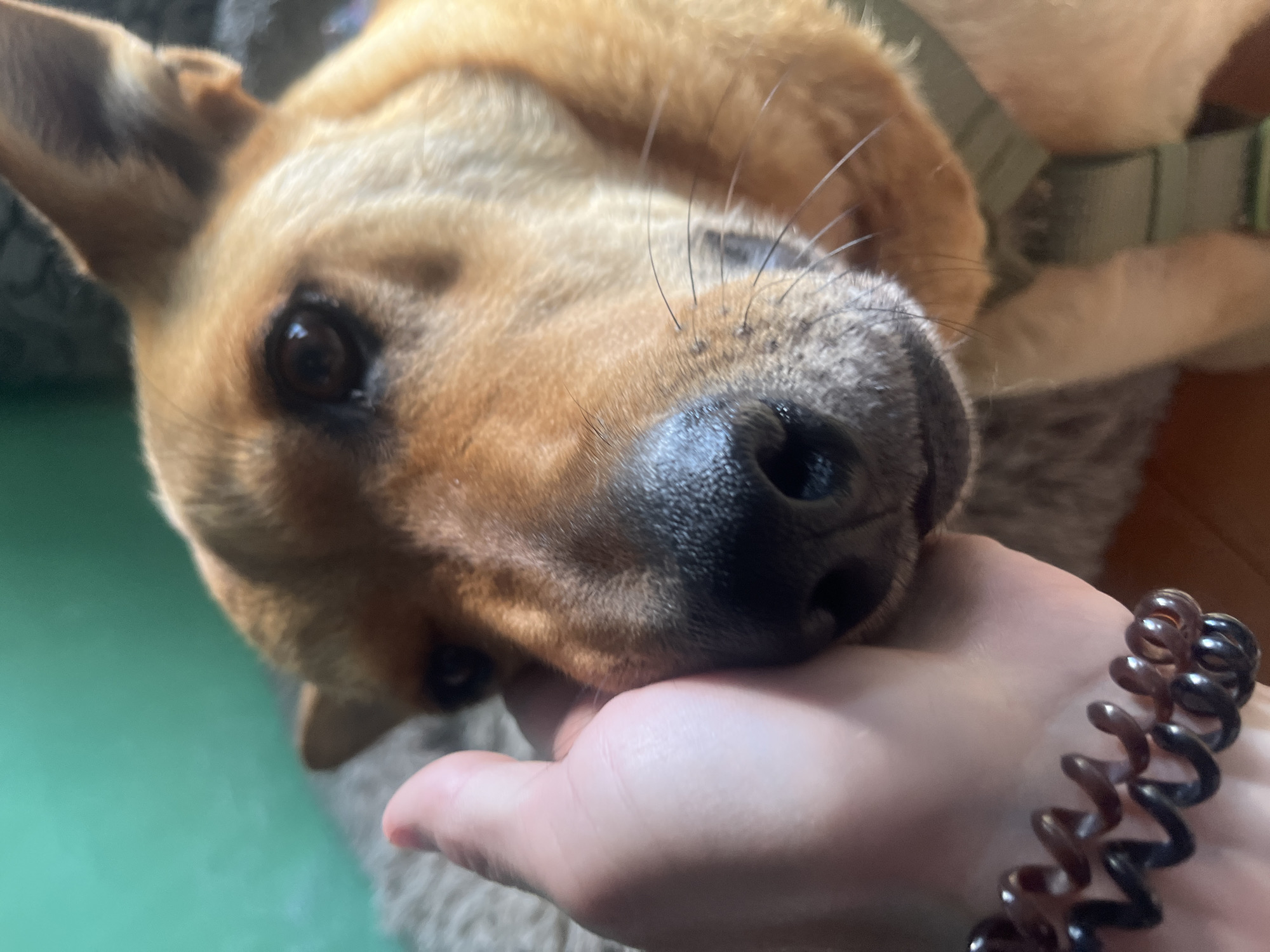 The media file is a close-up, low-angle shot of a dog's face resting on a person's hand. The dog, with tan fur and dark eyes, appears to be a medium-sized breed, possibly a Shiba Inu mix due to its coloring and ear shape. Its nose is black and wet, and several long whiskers are visible. The dog's head is tilted, with one ear flopped forward and the other erect.
The person's hand is holding the dog's head gently, supporting its chin. The hand has a spiral-shaped bracelet on the wrist, appearing to be made of dark plastic. The background is blurred, showing hints of what could be a home environment with muted colors. One cropped image shows a green, possibly painted surface, suggesting an indoor setting. Another cropped image reveals a textured, grayish rug or carpet underneath the dog. The lighting is soft, suggesting it could be daytime indoors, though no direct sunlight is visible. The overall mood conveyed is one of affection and closeness between the dog and its owner.
There is no visible text in the image. The location context of Nizhny Tagil, Russia, provides no specific visual cues within the image itself.