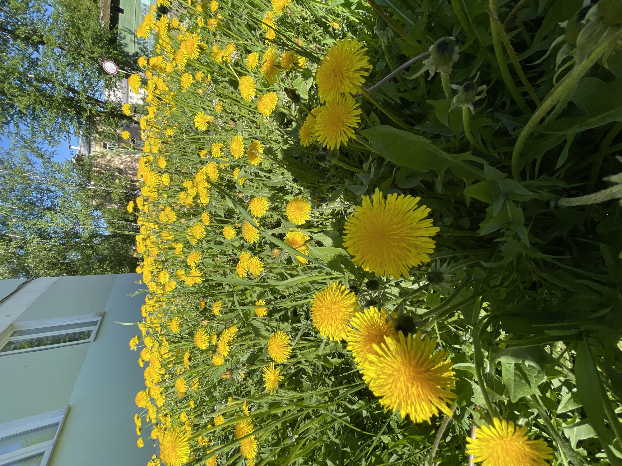 The image captures a vibrant outdoor scene, dominated by a vast field of bright yellow dandelions in full bloom under a clear blue sky. The dandelions, with their characteristic fluffy yellow flowers and green foliage, cover a significant portion of the frame, extending from the foreground into the mid-ground. Some dandelions are still in bud, visible as green, tightly closed heads, while others show fully opened petals.
In the background, on the left side of the frame, a light blue-green building with white-framed windows is partially visible. Further back and to the left, lush green trees with dense foliage stand against the bright blue sky. A second building, appearing light brown or grey, is partly obscured by the trees and dandelions in the upper left background. Near this background building and trees, a circular red and white road sign, specifically a "No Entry" sign (red circle with a horizontal white bar), is visible.
The scene is brightly illuminated by natural sunlight, indicating a clear, sunny day, likely during spring or early summer when dandelions are in their prime. There are no people or specific activities depicted. The setting suggests an urban or suburban environment, characterized by the presence of buildings and a road sign amidst natural greenery, located in Zheleznogorsk, Russia. No text is clearly legible on the sign.