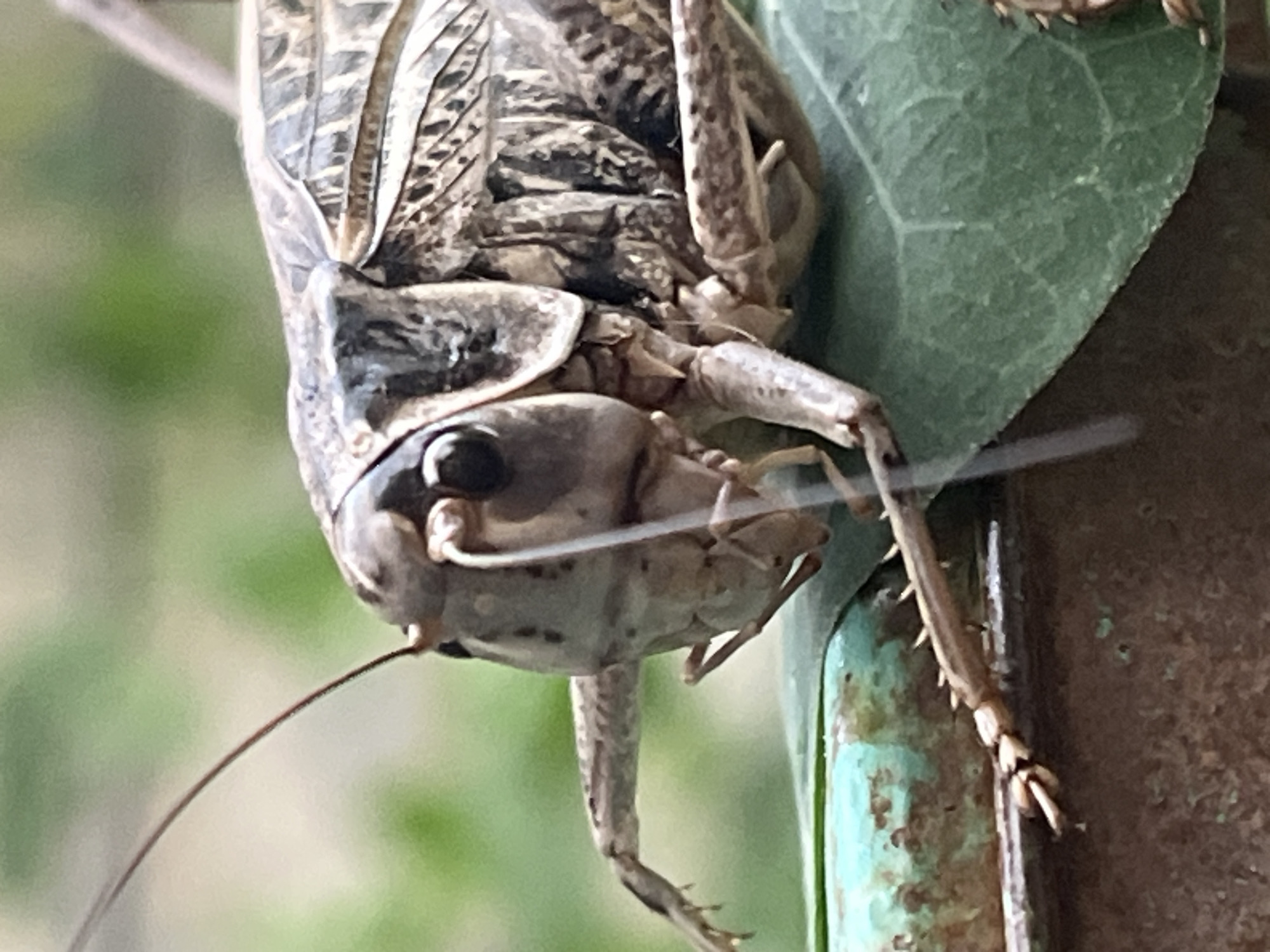 A close-up, outdoor, eye-level shot shows a large insect, likely a katydid or a cricket, positioned on a green leaf. The insect is predominantly brown and tan, with intricate patterns on its body and wings. Its prominent features include large eyes, long antennae, and spiny legs. It is resting on the leaf, which is situated on a weathered surface, possibly metal with a turquoise and brown patina. The background is blurred and green, suggesting foliage or a natural outdoor setting. The location of Krasnyye Barrikady, Russia is not discernable from the image.