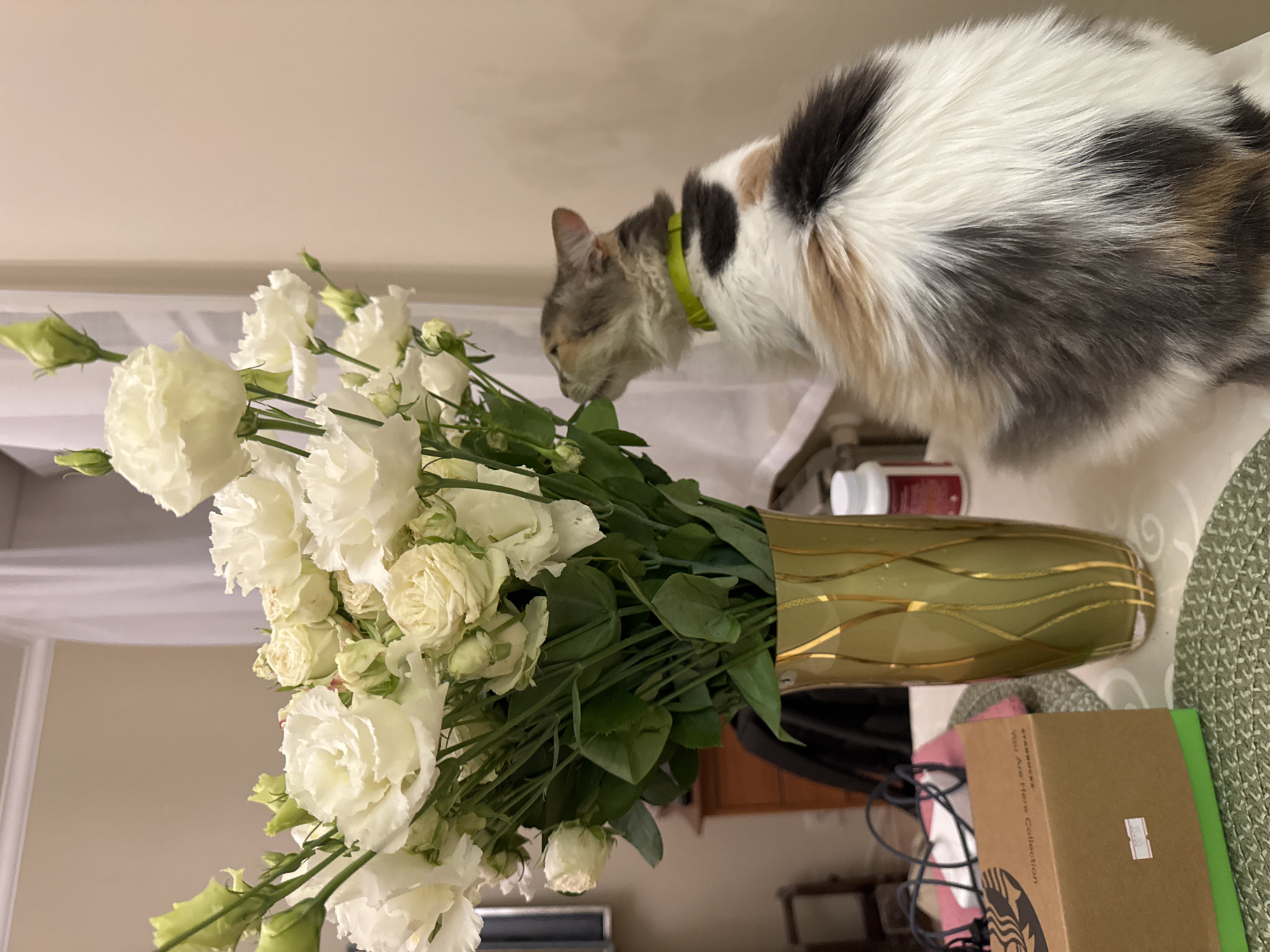 An indoor scene captures a calico cat with a lime green collar sniffing a bouquet of white flowers in a golden vase. The cat is positioned on the right side of the frame, its back mostly to the viewer, with its head turned towards the flowers. The bouquet, situated on the left side of the frame, is lush with white roses and green stems. A glass vase with a golden, wavy pattern holds the flowers. In the foreground on the left, a brown box with a green accent and some electronic wires are visible. A white pill bottle is partially visible behind the vase. The background shows a plain wall and a sheer curtain. The setting appears to be a domestic interior.