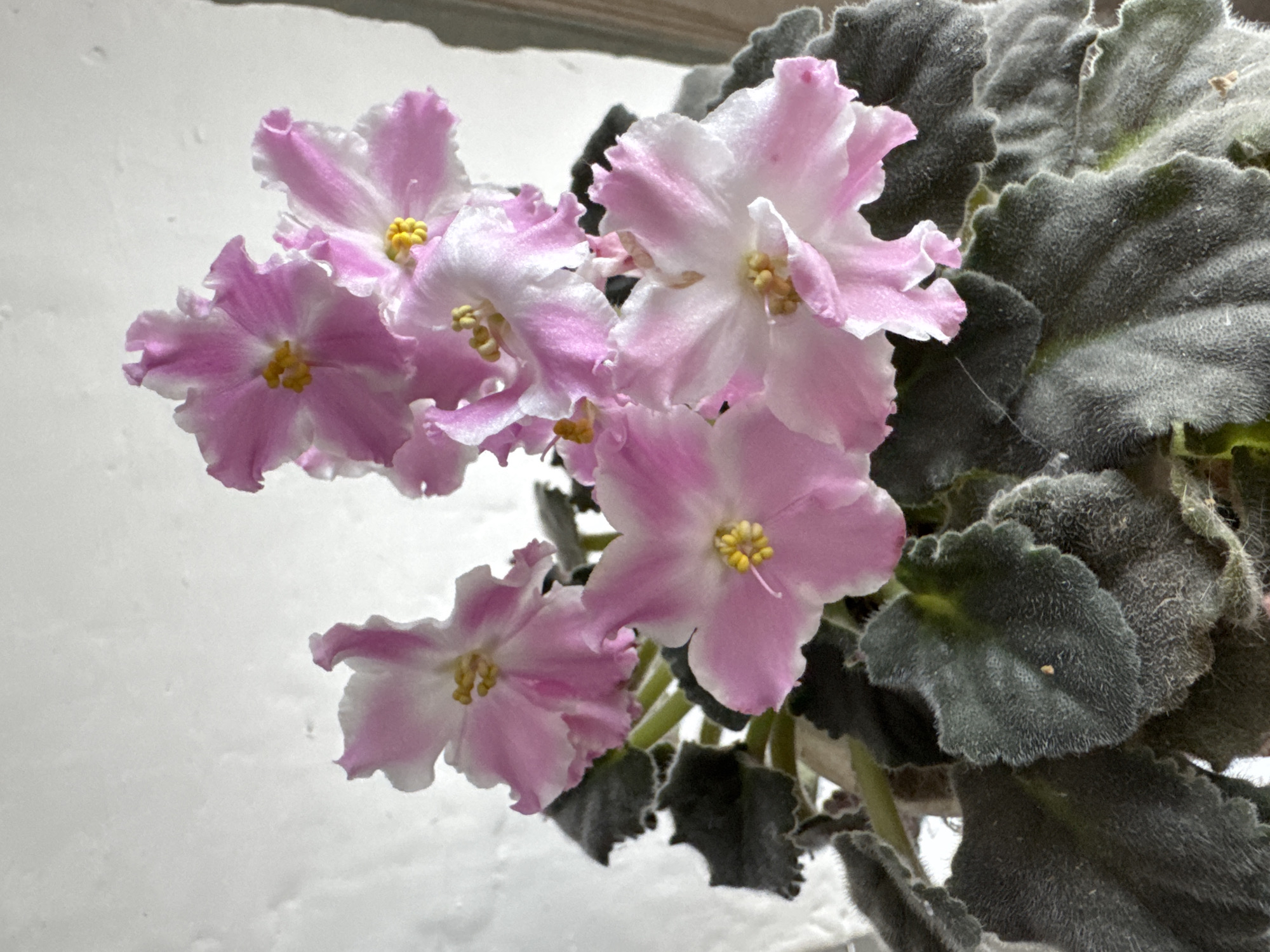 The image features a cluster of pink and white African violet flowers in full bloom, set against a backdrop of dark green, velvety leaves and a blurred white wall. The flowers have a delicate, frilled appearance with yellow stamens in the center. The leaves are textured and appear to be slightly fuzzy. The image does not provide sufficient information to confirm the location in Вассята, Russia.