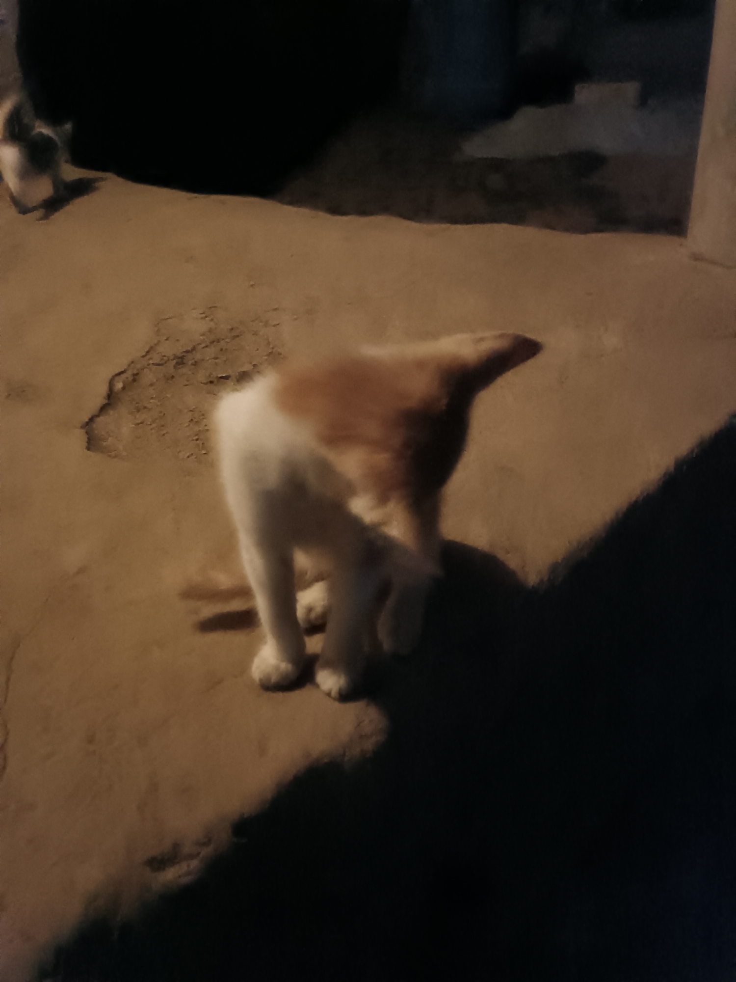 In Leușeni, Moldova, a tan and white cat stands on a concrete surface, its body partially obscured by darkness and motion blur. The cat is positioned in the center of the frame, facing away from the camera with its hindquarters visible. The ground appears to be cracked and worn, with some debris scattered about. The lighting is dim, suggesting it is either nighttime or a poorly lit indoor space. In the background, a dark, undefined mass suggests a wall or structure. Another blurry, smaller cat or animal is visible in the upper left corner of the image. The scene is outdoor, with a rough, uneven concrete ground.