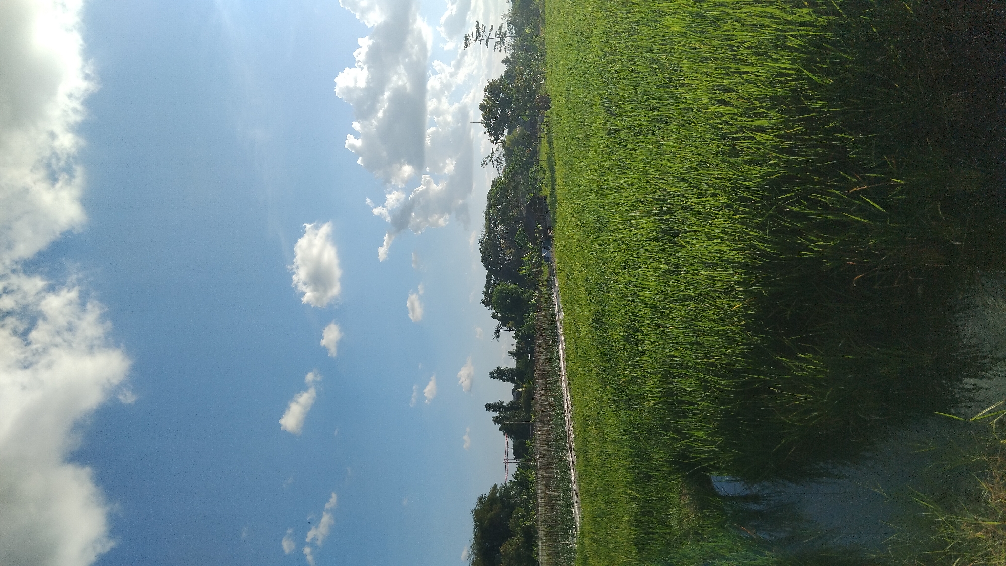 The image captures a bright, sunny day in a rural area, likely a rice paddy field, in Ngaglik, Indonesia. The sky is a vibrant blue, adorned with scattered white cumulus clouds. The foreground is dominated by a lush, green rice paddy, with a small pool of water reflecting the sky on the left side. In the midground, a narrow pathway, possibly a dirt road, cuts through the field, bordered by more rice stalks. Beyond the paddy, a line of trees and vegetation creates a natural backdrop. A small, thatched-roof structure, possibly a simple hut or shelter, is visible on the right side, nestled amongst the trees. The overall scene conveys a sense of tranquility and natural beauty characteristic of the Indonesian countryside. There are no people visible in the image.