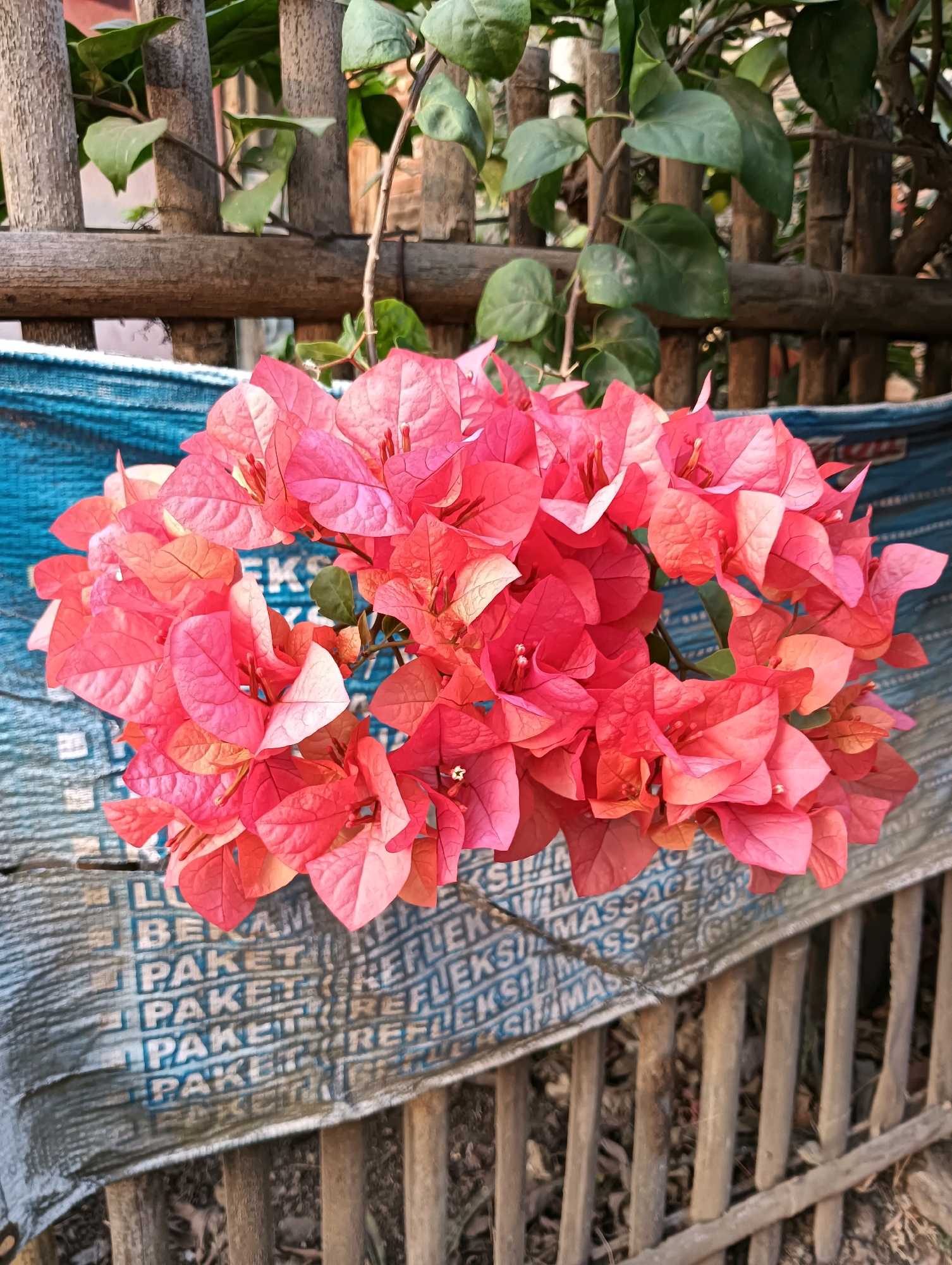 In Sucenjurutengah, Indonesia, a cluster of vibrant pink bougainvillea flowers is prominently displayed against a backdrop of a rustic wooden fence. The flowers, with their delicate paper-like petals, are arranged in a dense bunch, their colors ranging from deep pink to lighter coral hues. Below the flowers, a blue tarp or fabric is visible, patterned with repeating text that appears to be in a foreign language, possibly with words like "PAKET" and "REFLEK" intermittently appearing. The tarp is draped over a lower section of the wooden fence, which is constructed from roughly hewn, vertical wooden poles. In the background, more greenery and leaves from the bougainvillea plant are visible, interspersed with the wooden fence posts. The scene is illuminated by natural light, casting soft shadows and highlighting the textures of the flowers and the fence. The ground beneath the fence is covered with dry leaves and debris, suggesting an outdoor setting. No people are present in the image.