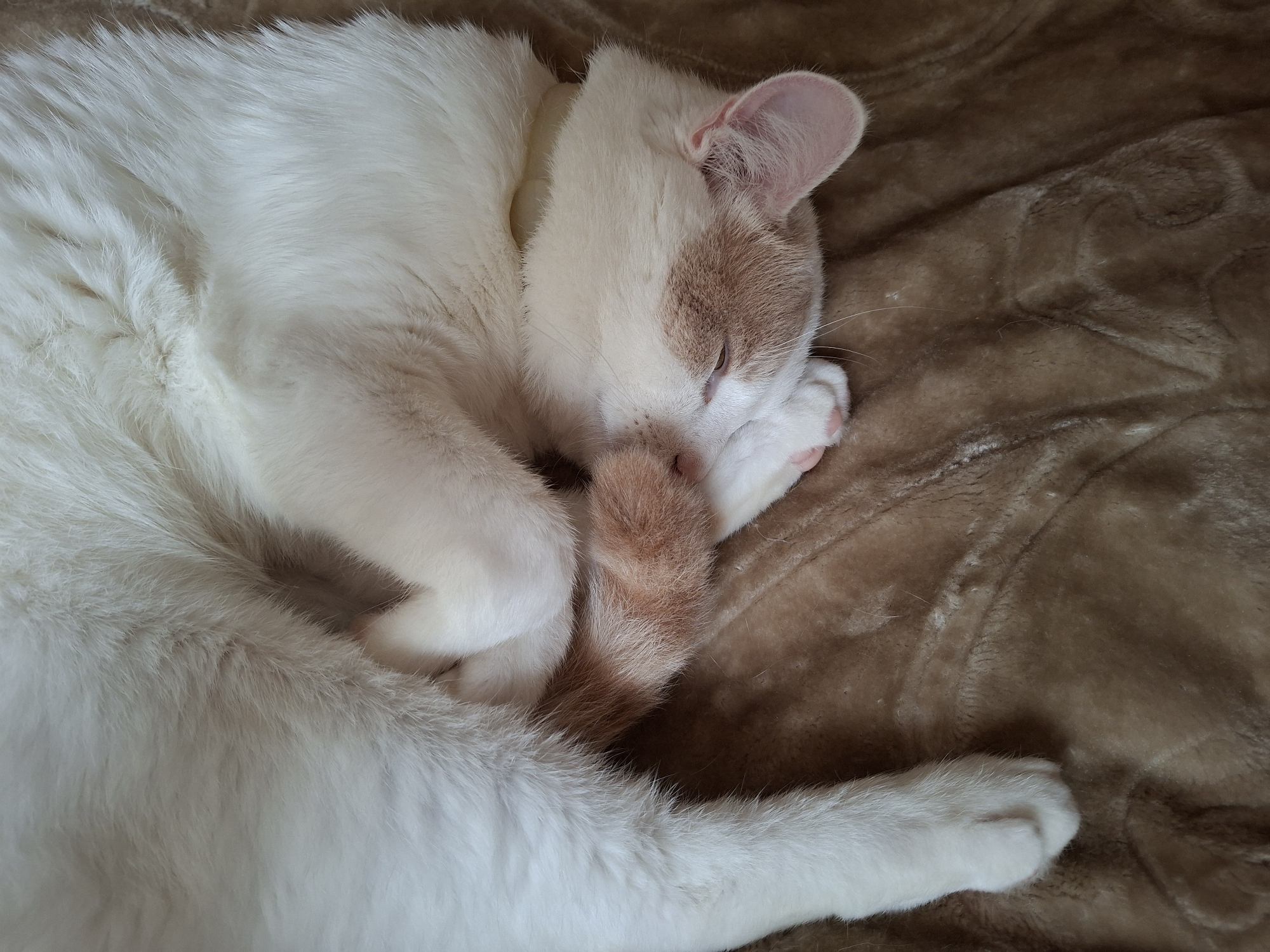 A close-up shot shows a cat sleeping on a brown, textured blanket. The cat is predominantly white with patches of light brown on its head and tail. Its eyes are closed, and its paws are tucked in close to its body, with one paw covering its face. The cat's tail, with its distinctive brown and white rings, curls around its body. The soft texture of the cat's fur and the blanket is evident. The lighting suggests it could be daytime, with no strong shadows. The image appears to be taken indoors. The overall mood is peaceful and serene, capturing a moment of rest for the animal. No text is visible in the image.